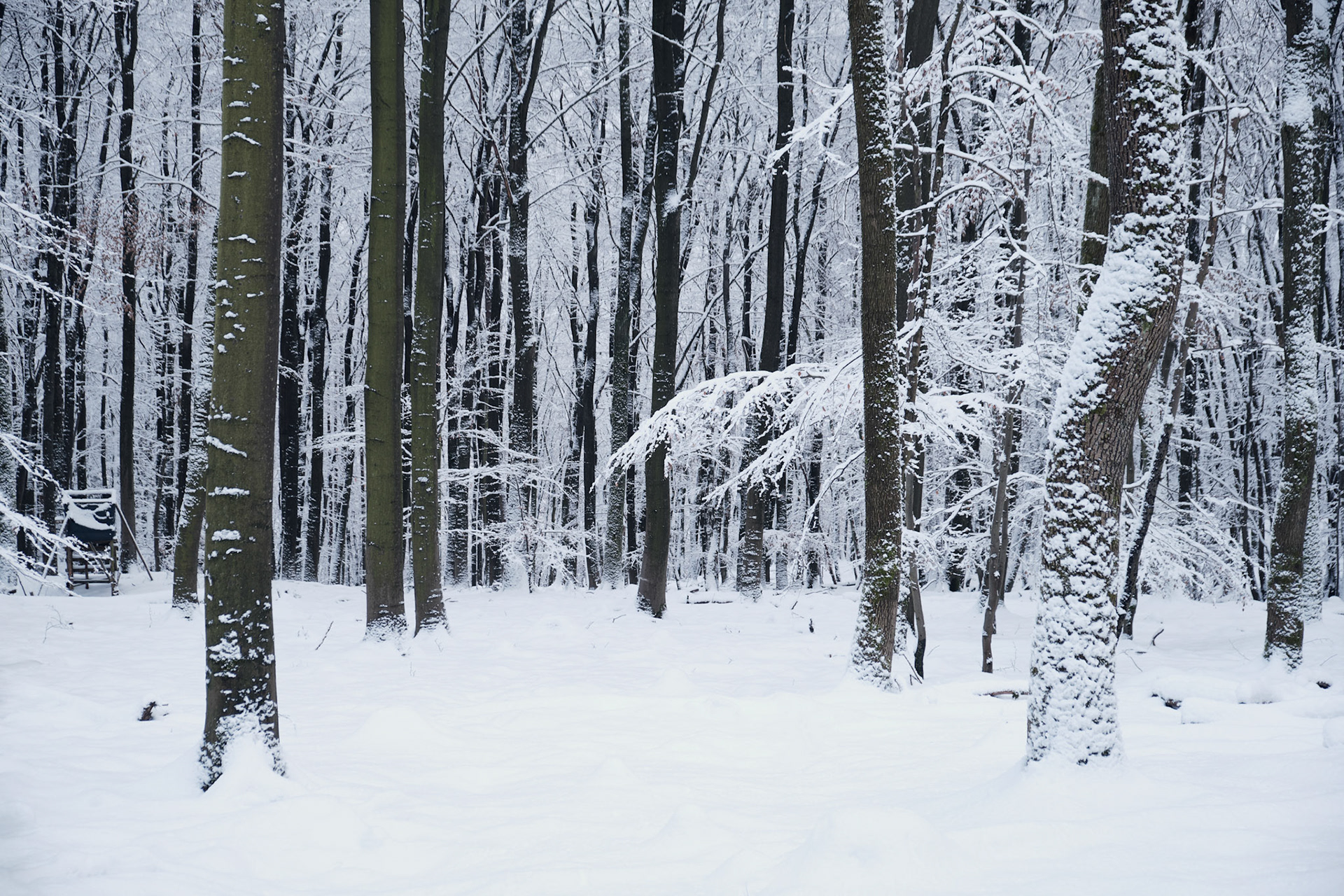 "i wonder if the snow loves the trees and fields, that it kisses them so gently? And then it covers them up snug, you know, with a white quilt; and perhaps it says, "go to sleep, darlings, till the summer comes again." - lewis carroll