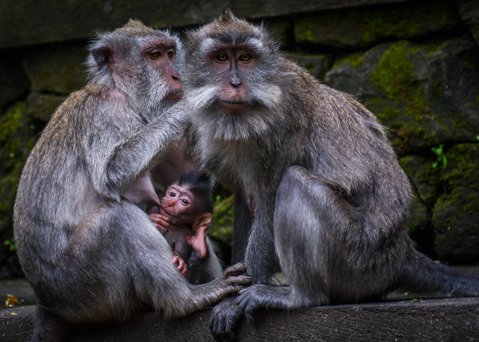 a family of balinese long tailed monkeys in the sacred monkey forest of ubud;