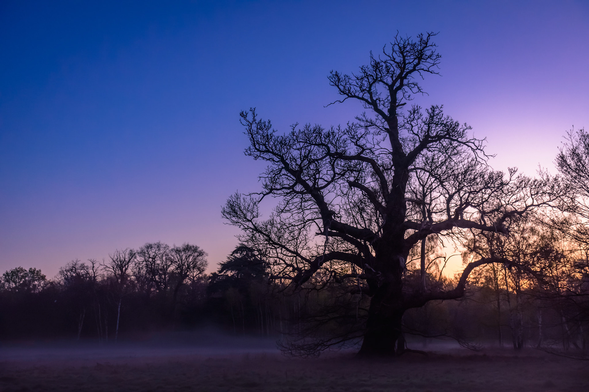 Early morning mist and a lonely oak.