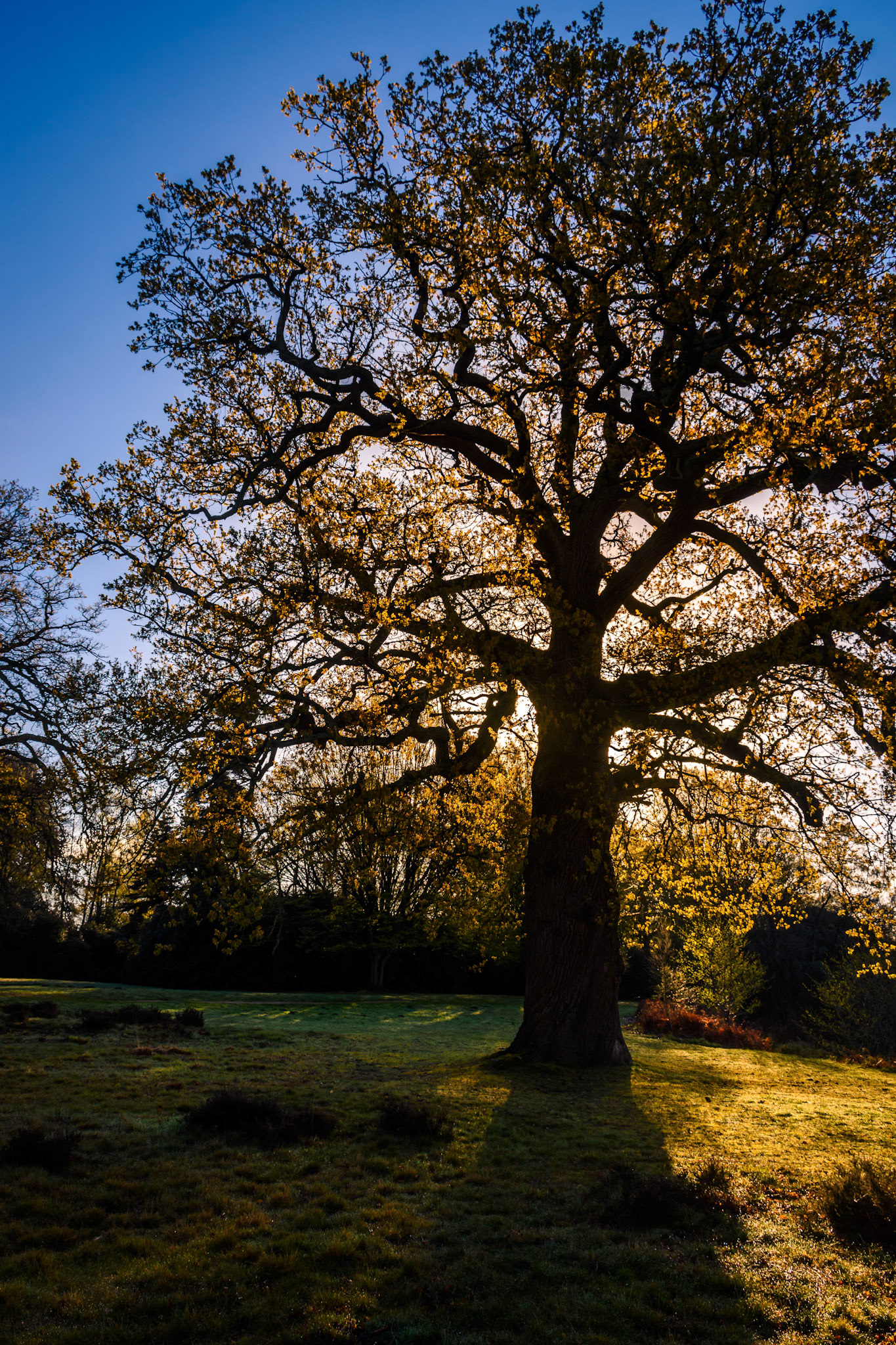 Sun hides behind the tree in Windsor Great Park
