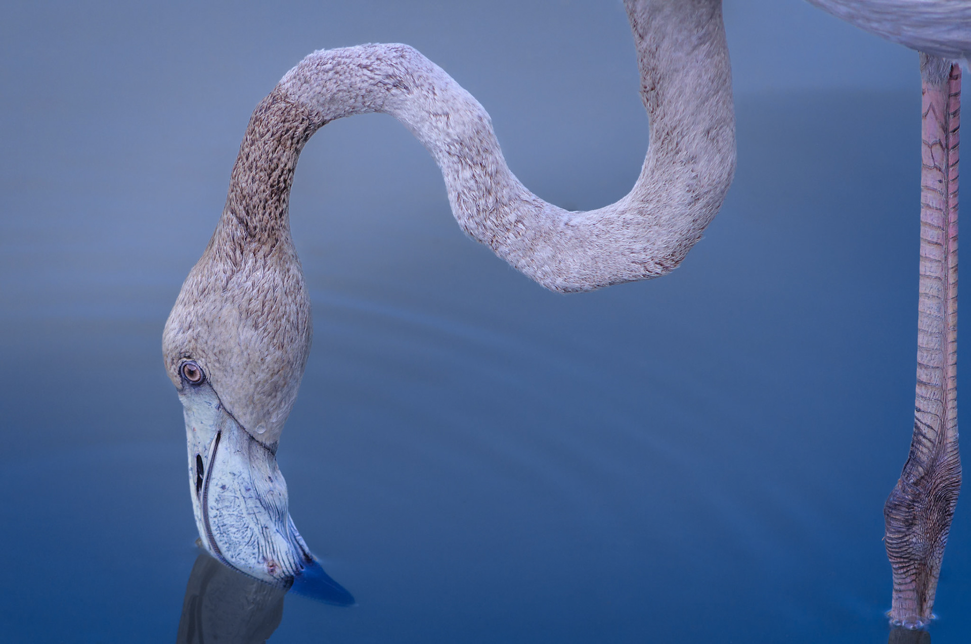 The greater flamingo is the most widespread species of the flamingos in the world. They live on mudflats and shallow coastal lagoons from Southern Europe to Bangladesh. Flamingo hatchlings are grey and it takes up to three years for their feathers to attain the famous pink colour. "quest iii" is the newest addition to the "sense of water" collection.
