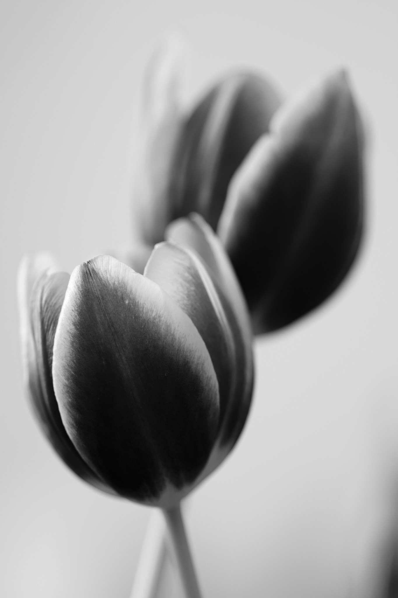 "life isn't a tiptoe through the tulips." -shannon hoon