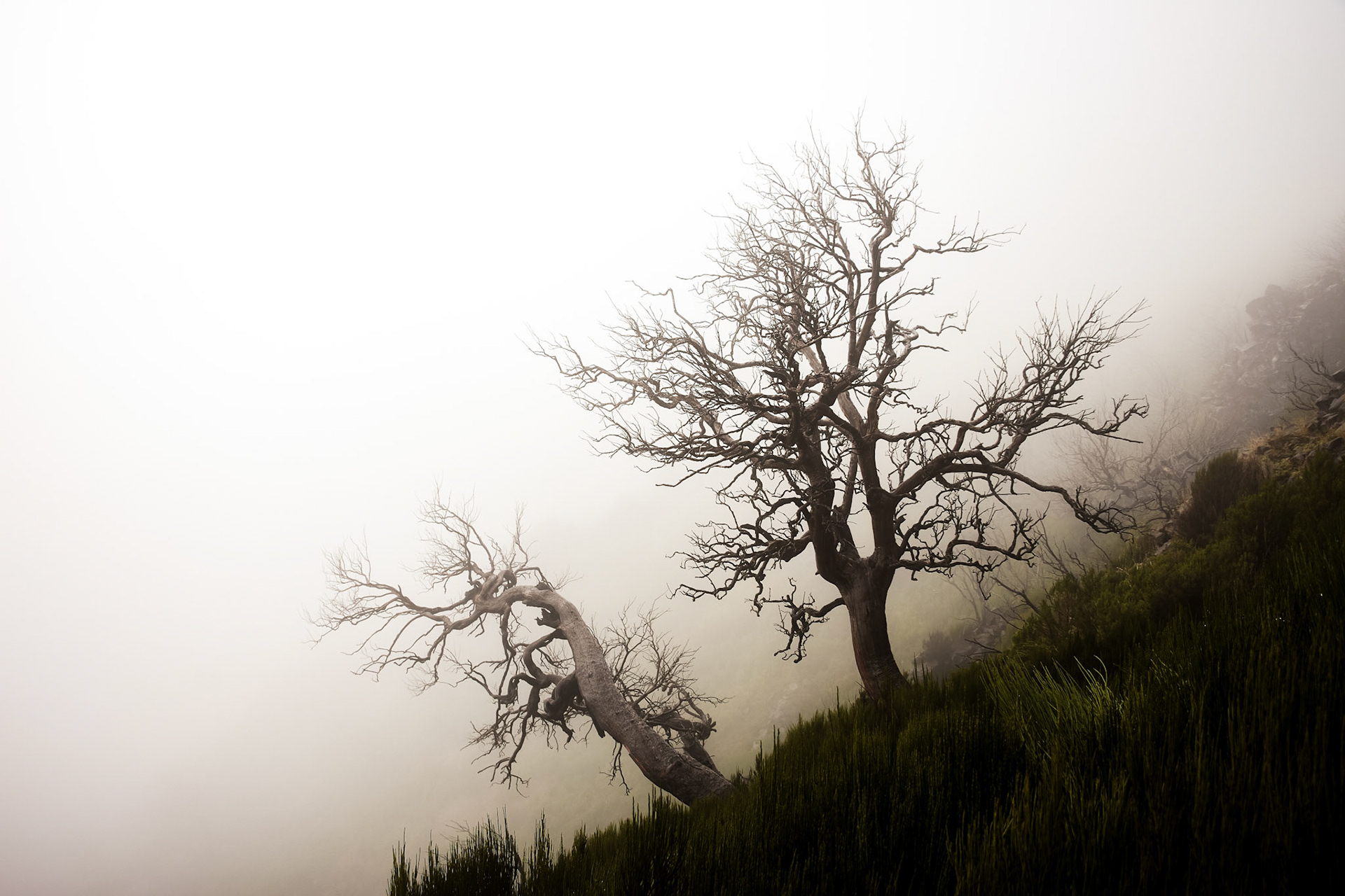 "fog can cover anything, anything except itself!" ― mehmet murat ildan
