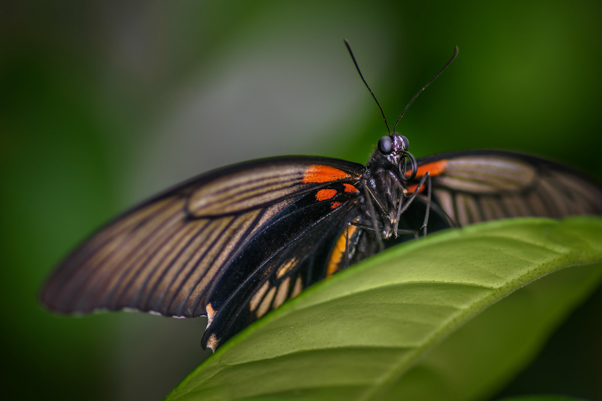 capturing these little flying creatures can require either a great amount of patience or even a greater amount of luck. most of the time though it takes both. here's the "approach" i succeeded on a rainy day, when the butterflies were a bit to lazy to fly around. however, it still took a good 20 minutes to have it landing on the leaf.