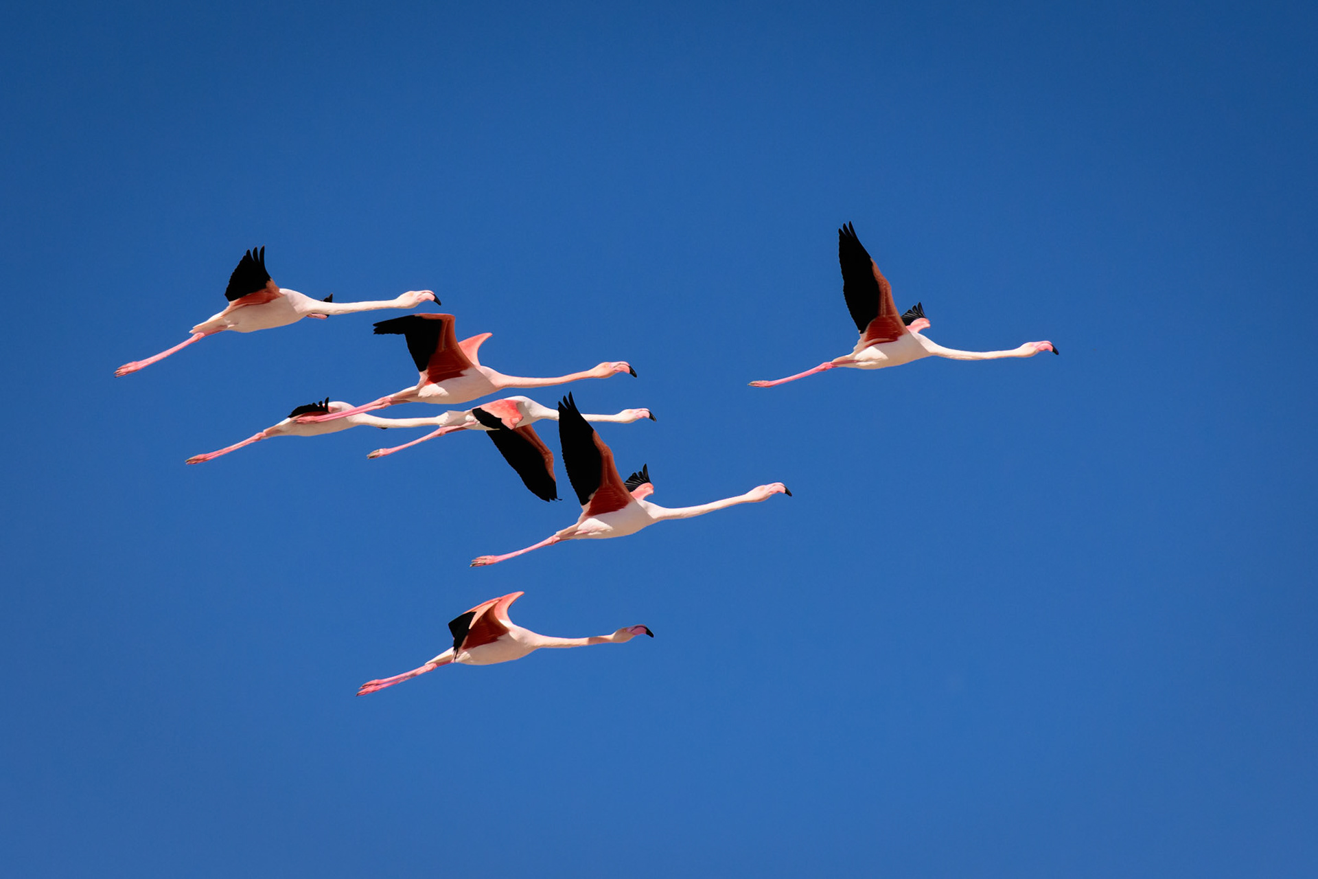 Flamingos @ Larnaka Salt Lake