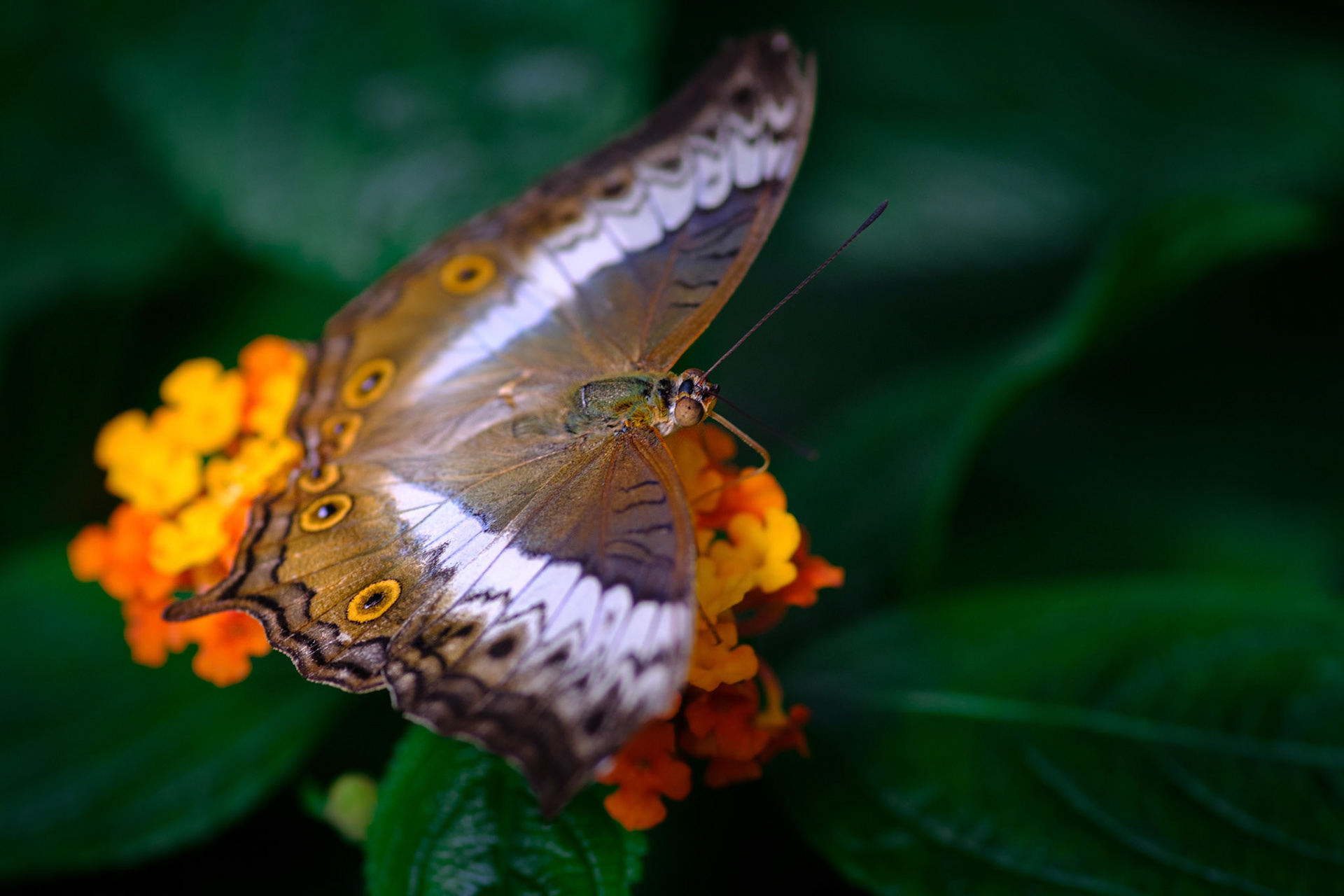 butterfly breakfast ii