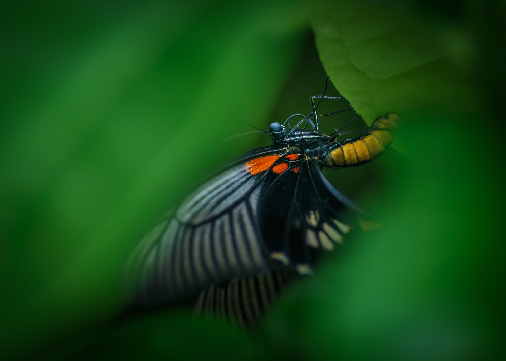 “The butterfly is a flying flower,The flower a tethered butterfly.” ― Ponce Denis Écouchard Lebrun