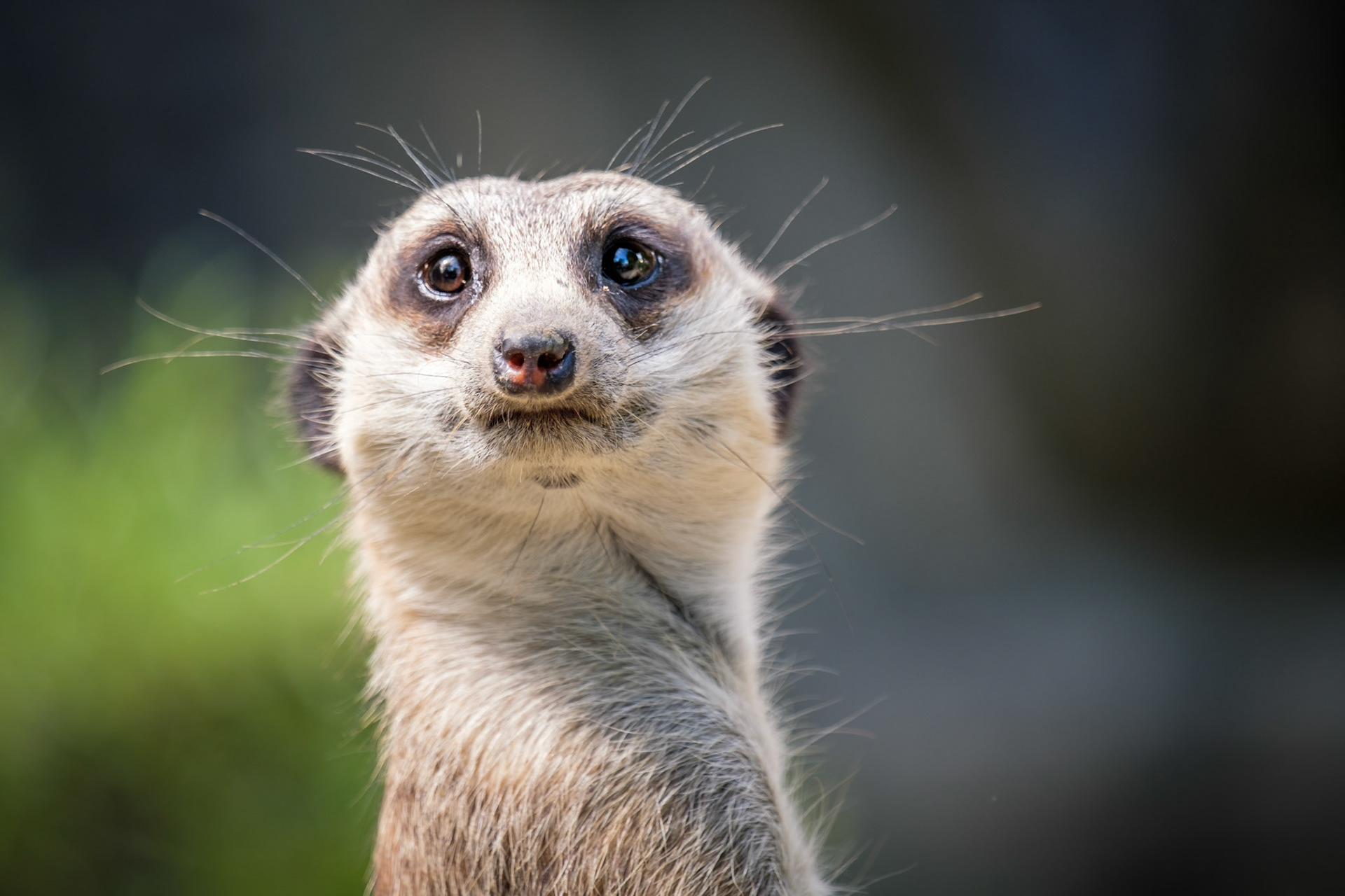 in some regions of zimbabwe and zambia it is said that the meerkats are 'sun angels' sent by the gods to protect villages, straying cattle, and lone tribesmen from the 'moon devil' or werewolf;
