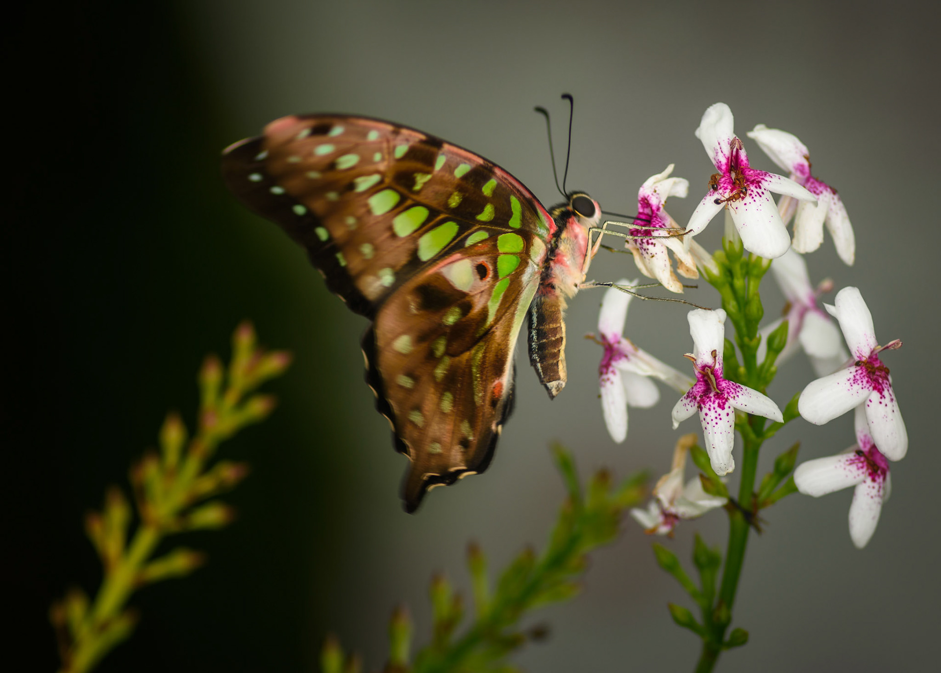 butterfly breakfast