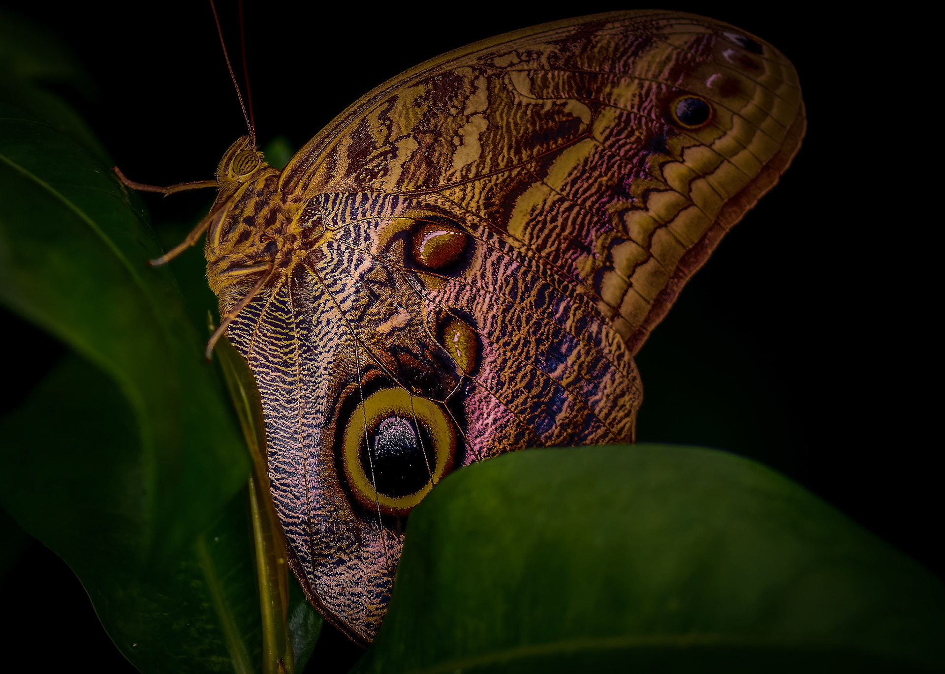 "the caterpillar does all the work, but the butterfly gets all the publicity." - george carlin