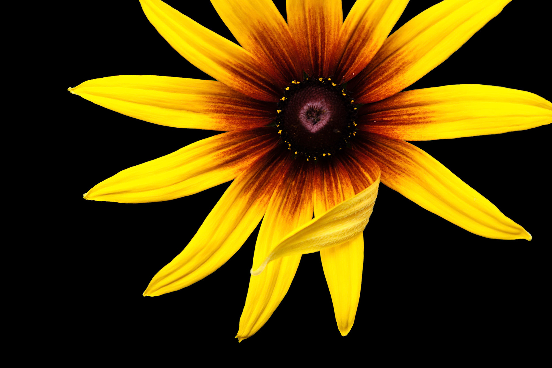 "beauty ain't always a little, cute colored flower. beauty is anything where people be like, 'damn'." - prodigy