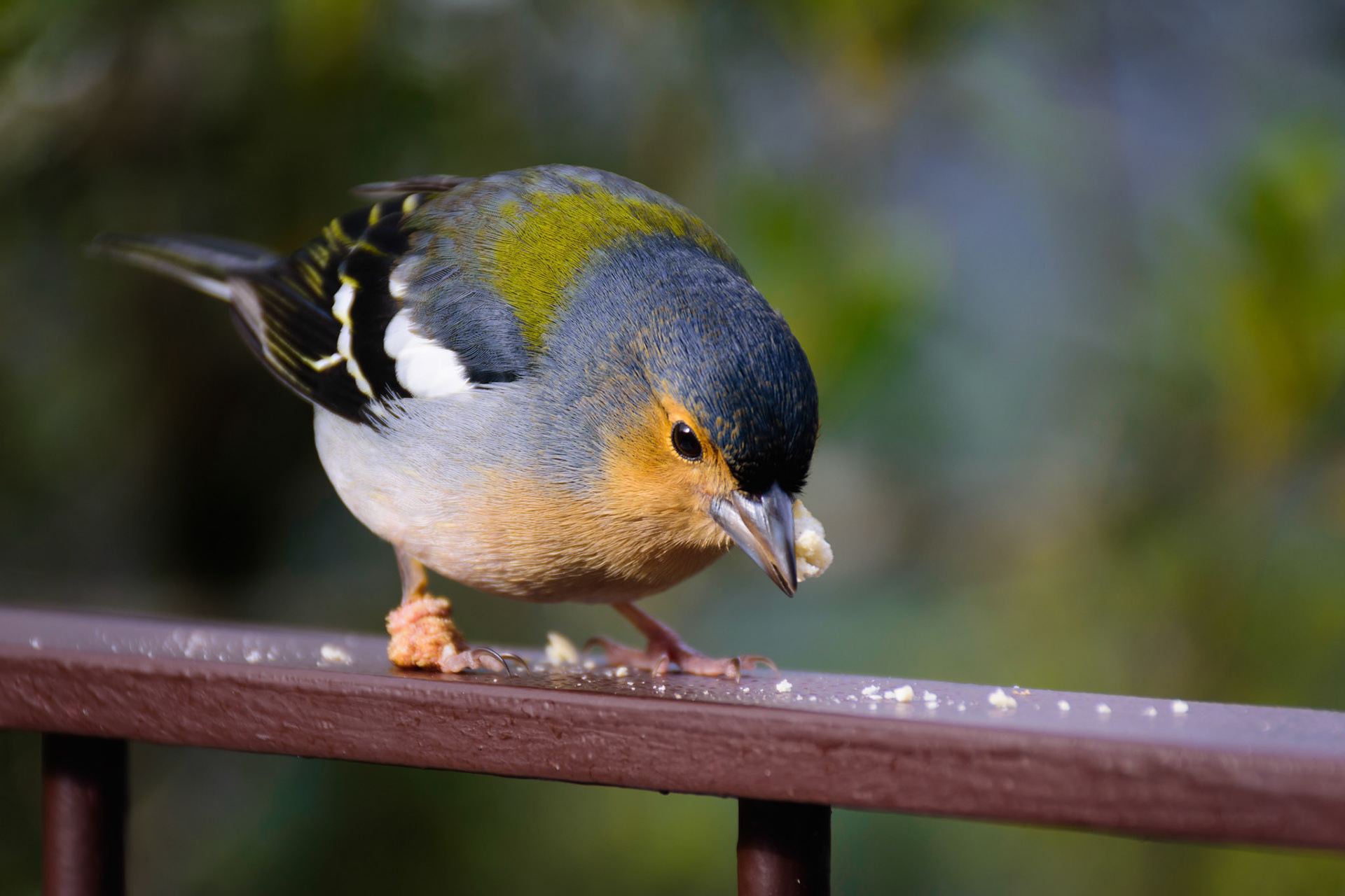 Madeiran Chaffinch is endemic to Madeira subspecies of the European Chaffinch. Preferring rather high altitudes, they are common companions of hikers exploring the island.This particular one was part of an extremely friendly group staying near the coffee shop on the "Levada das 25 Fontes" walk. The group of scavangers was living of remains of cakes and sandwiches from the tourist's plates.