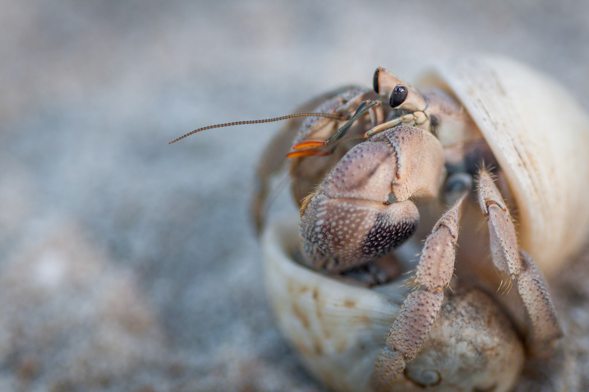 A crab on the beach of Chumbe Island.