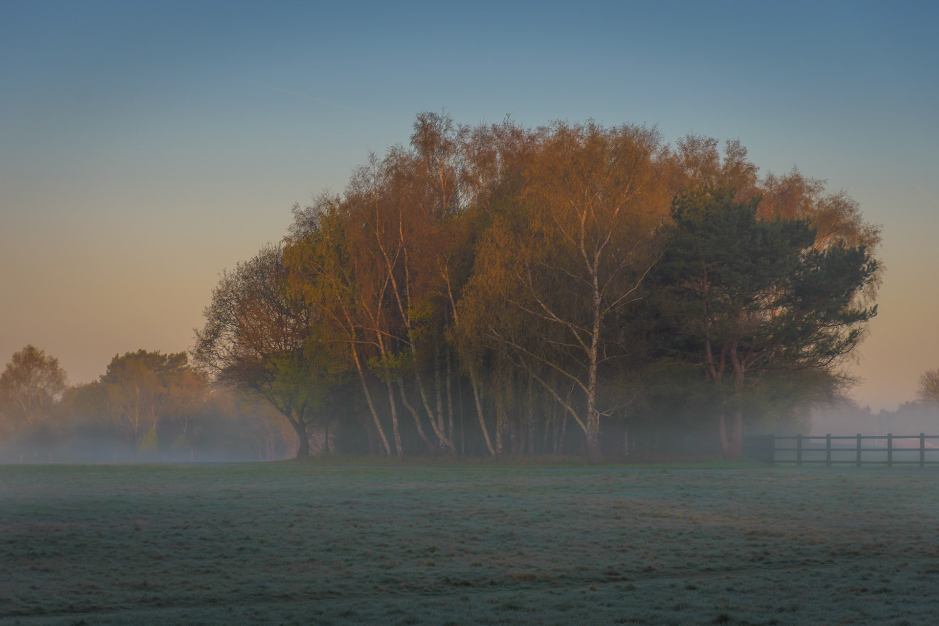 Trees in a morning mist.