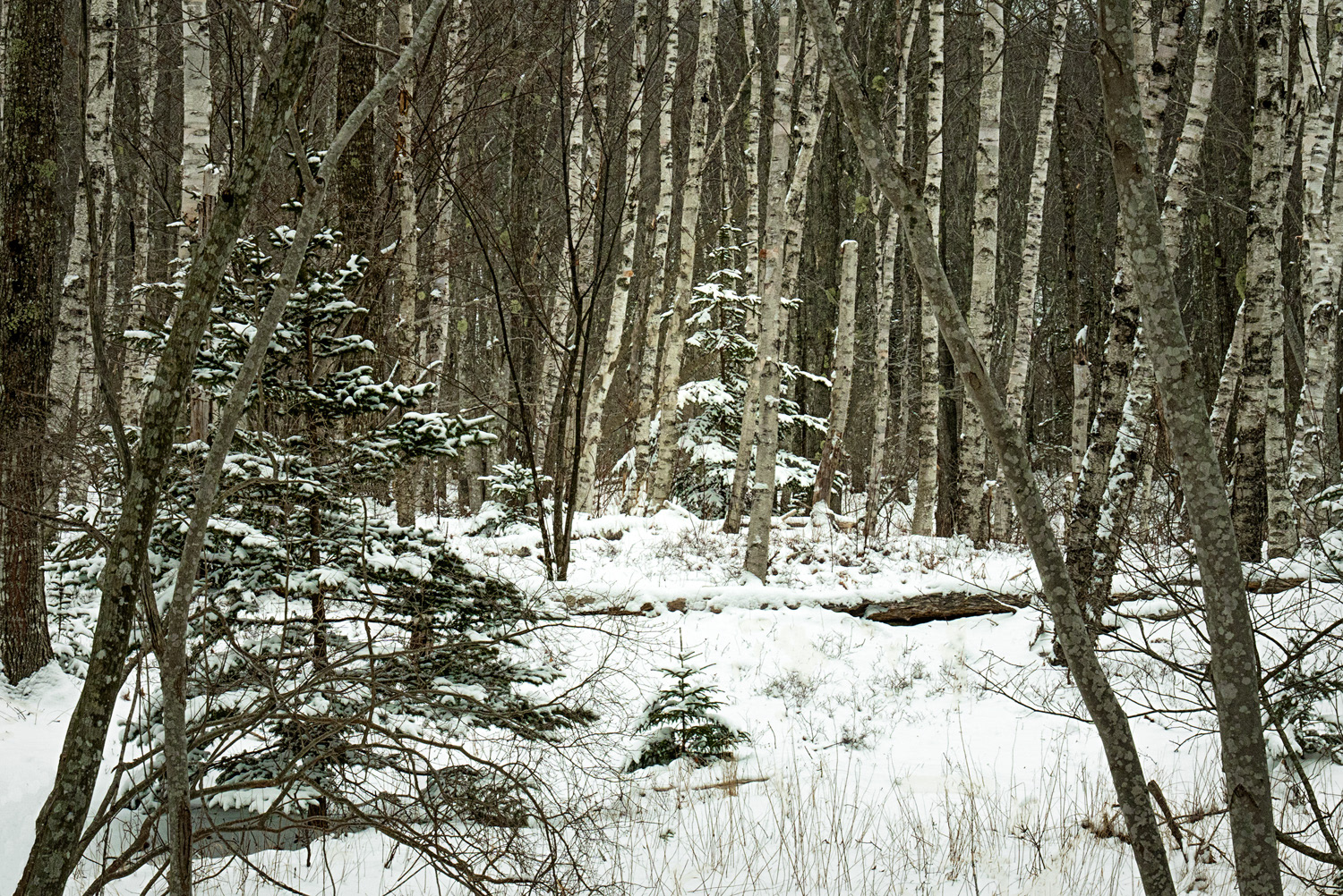 Burch Forest