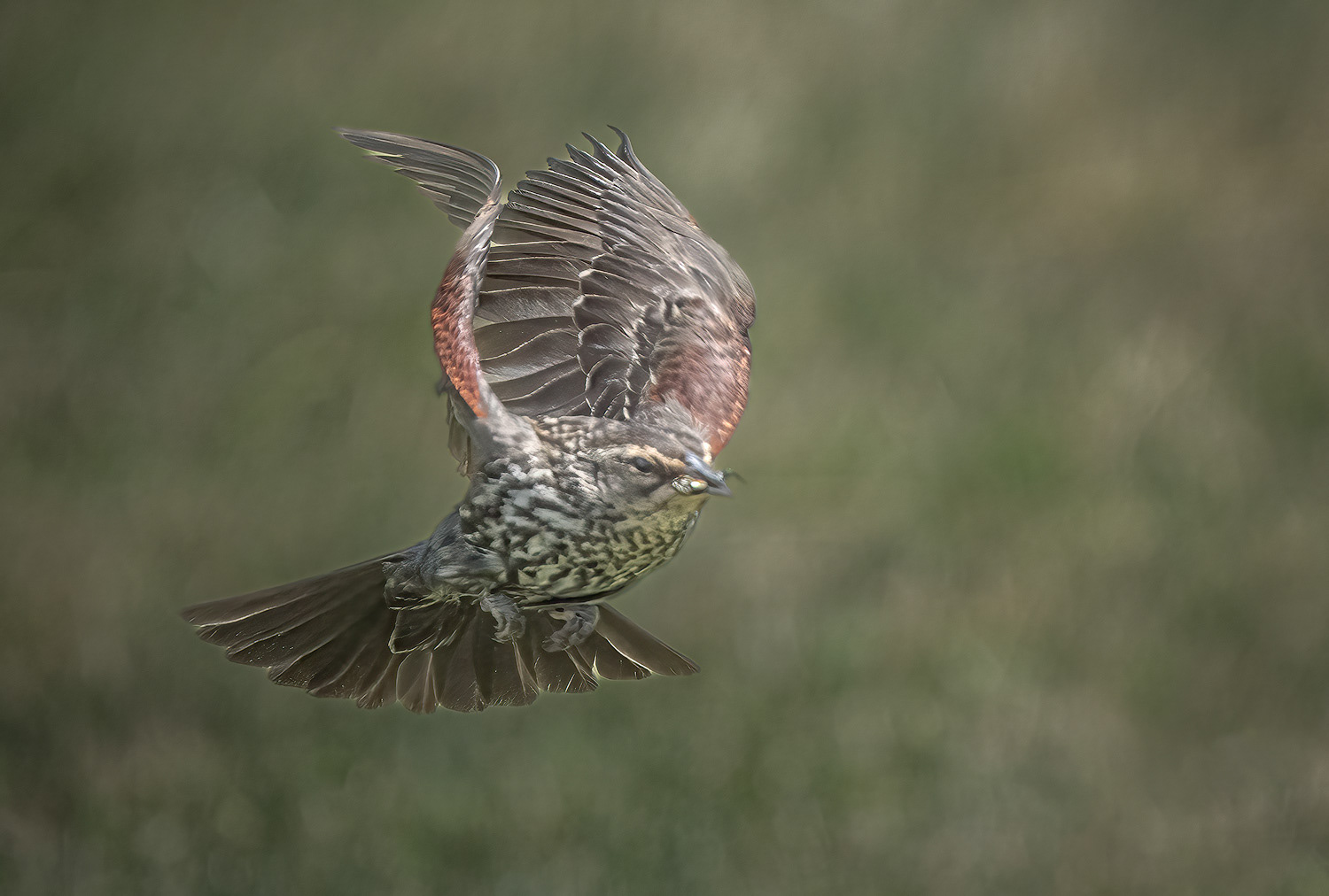 Young Male Red-Winged Blackbird