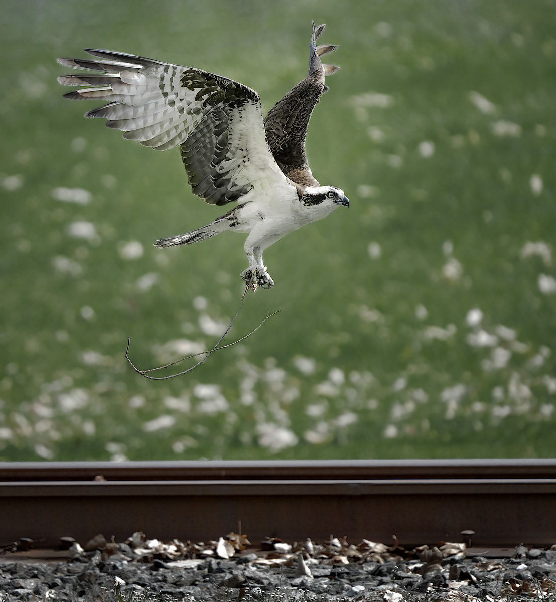 Osprey