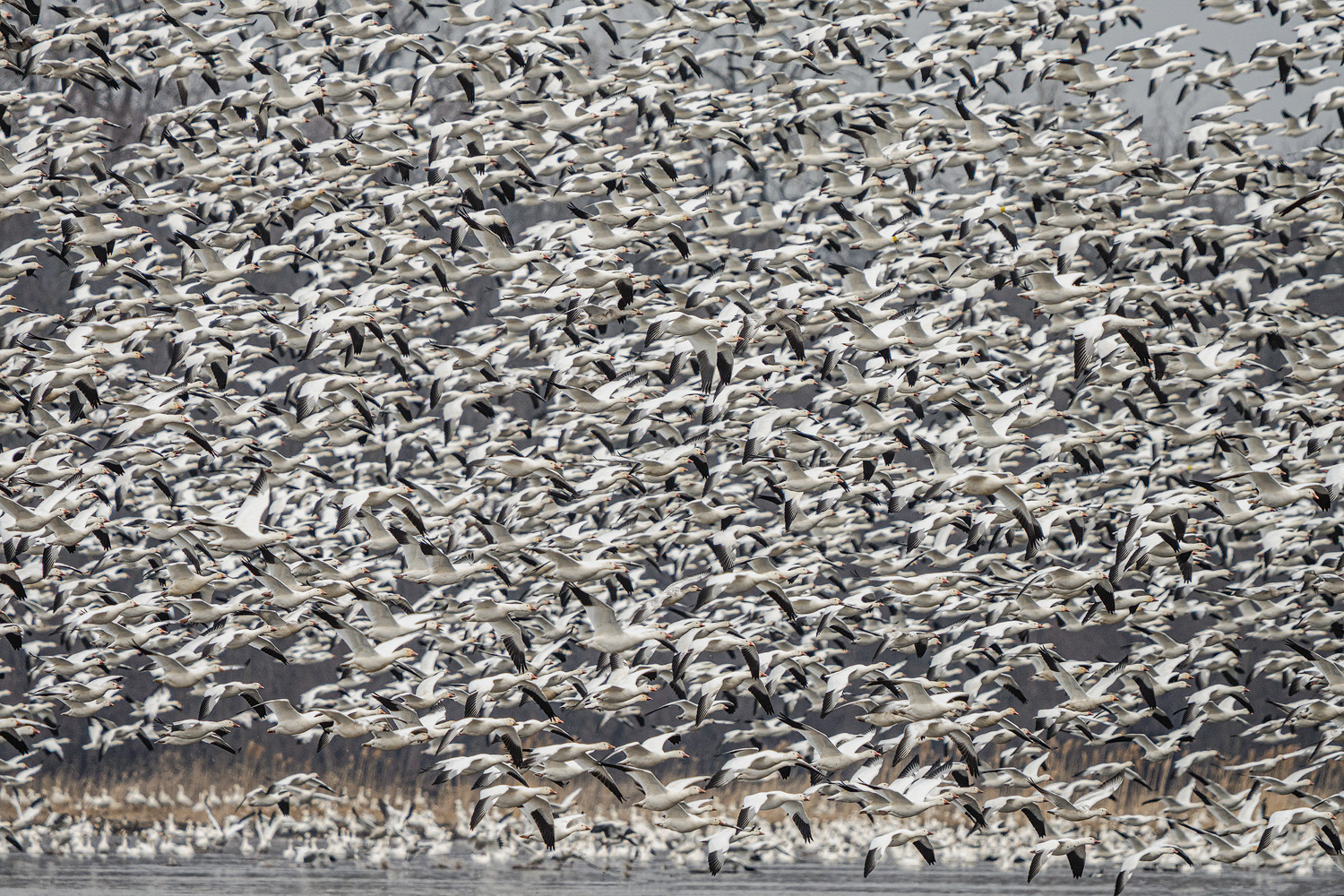 Snow Geese Migration
