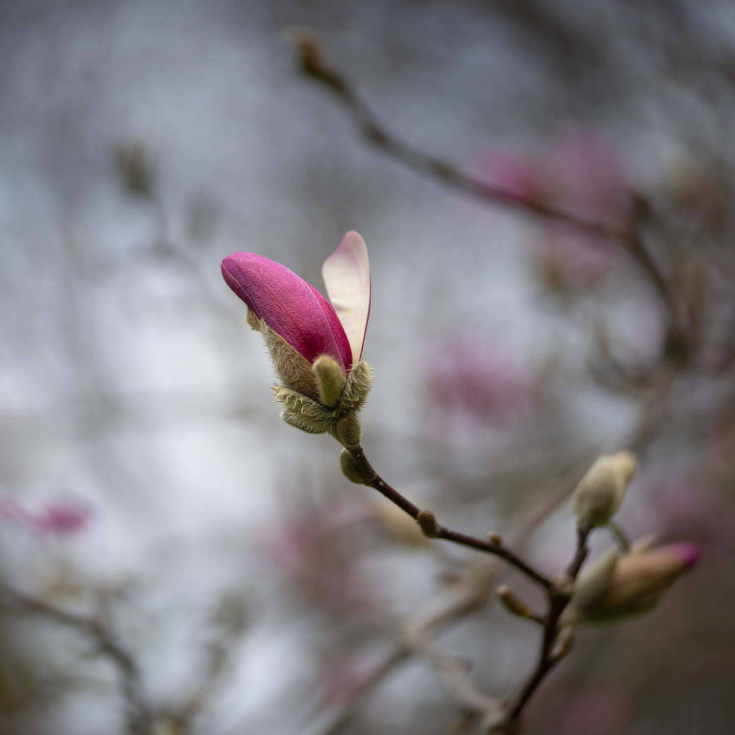 Star Magnolia