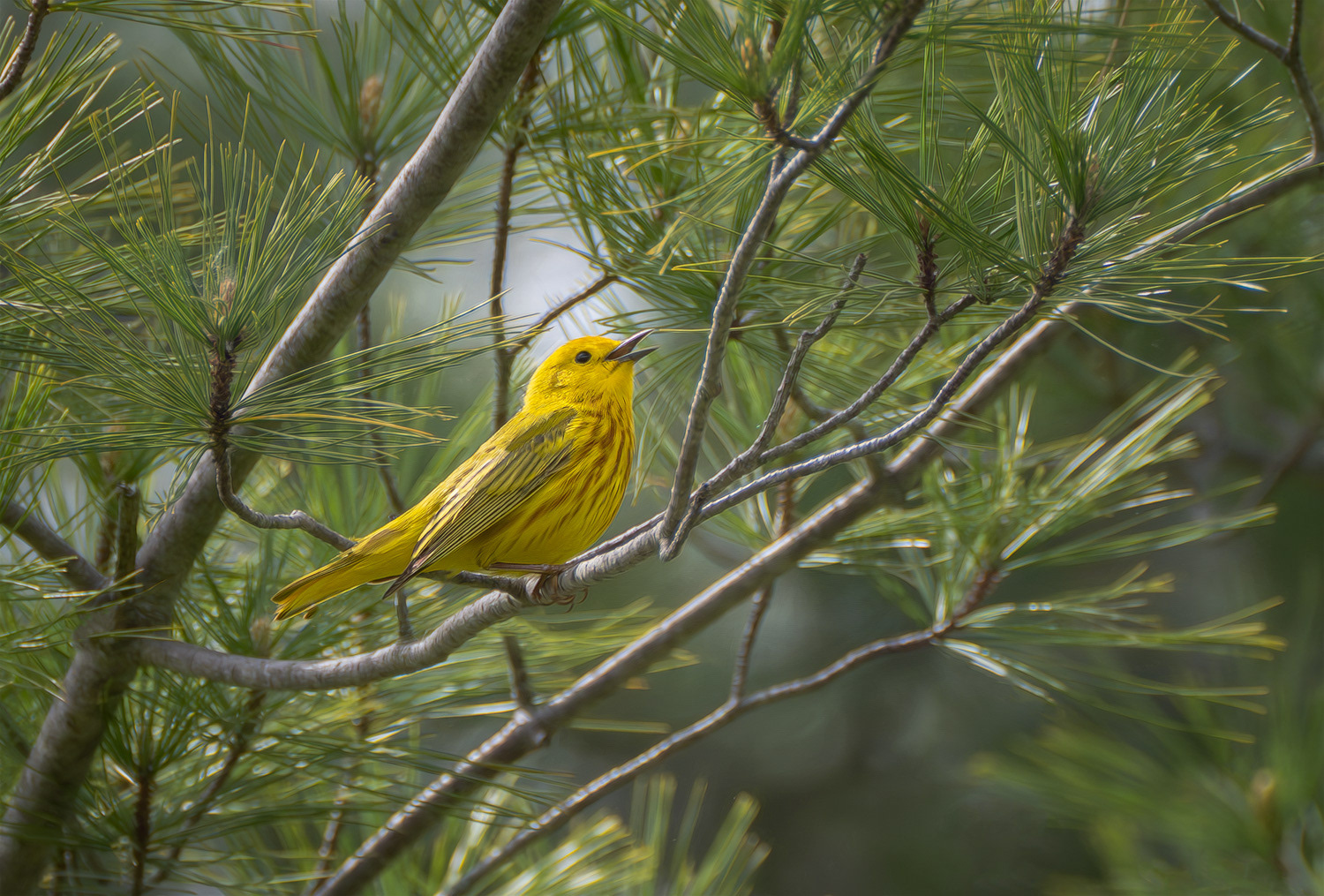 Yellow Warbler