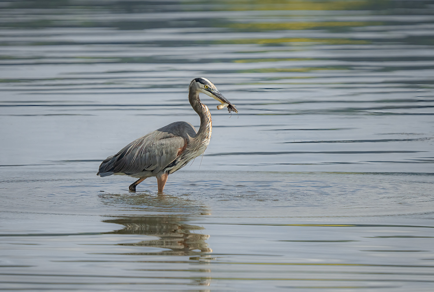Grey Heron