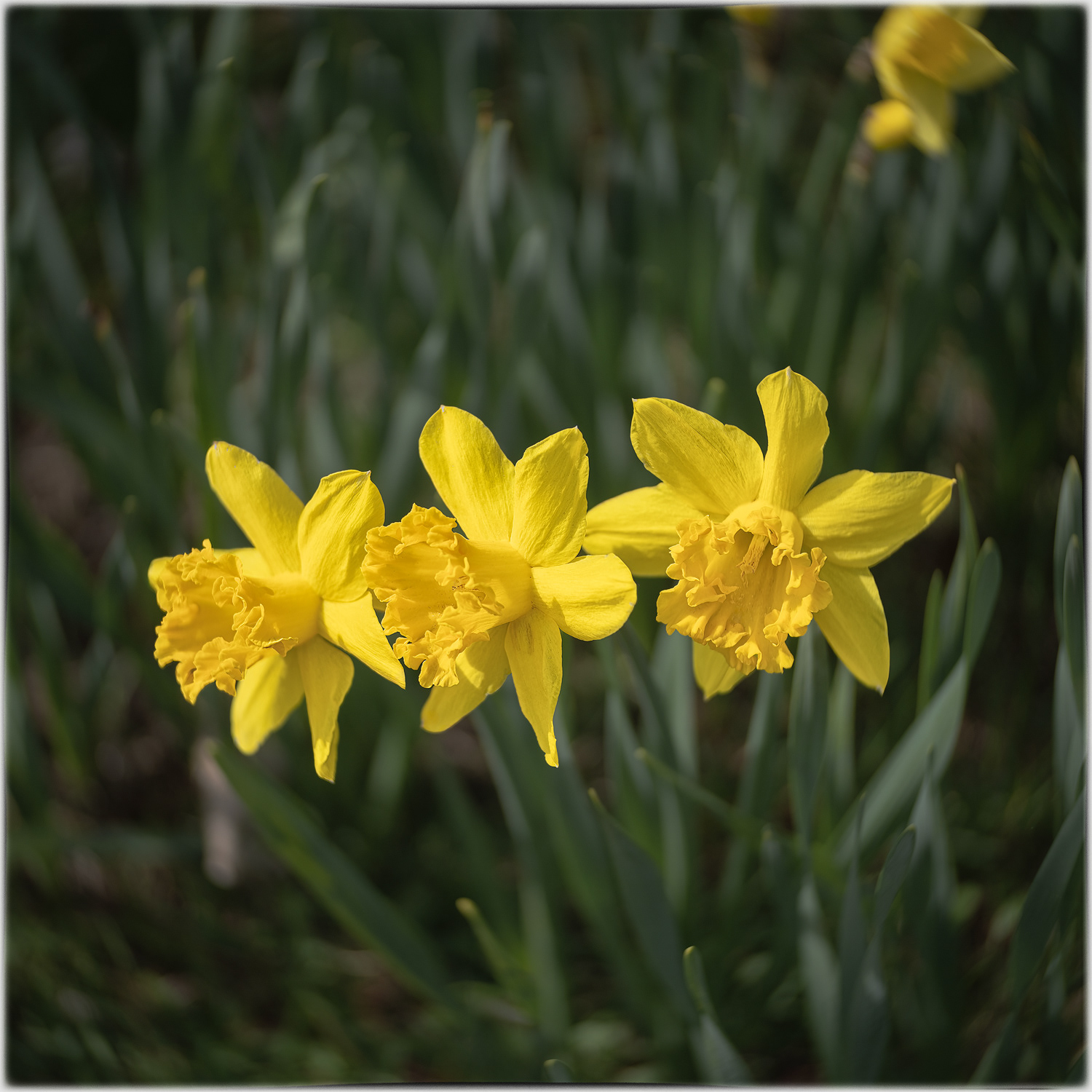 Daffodils