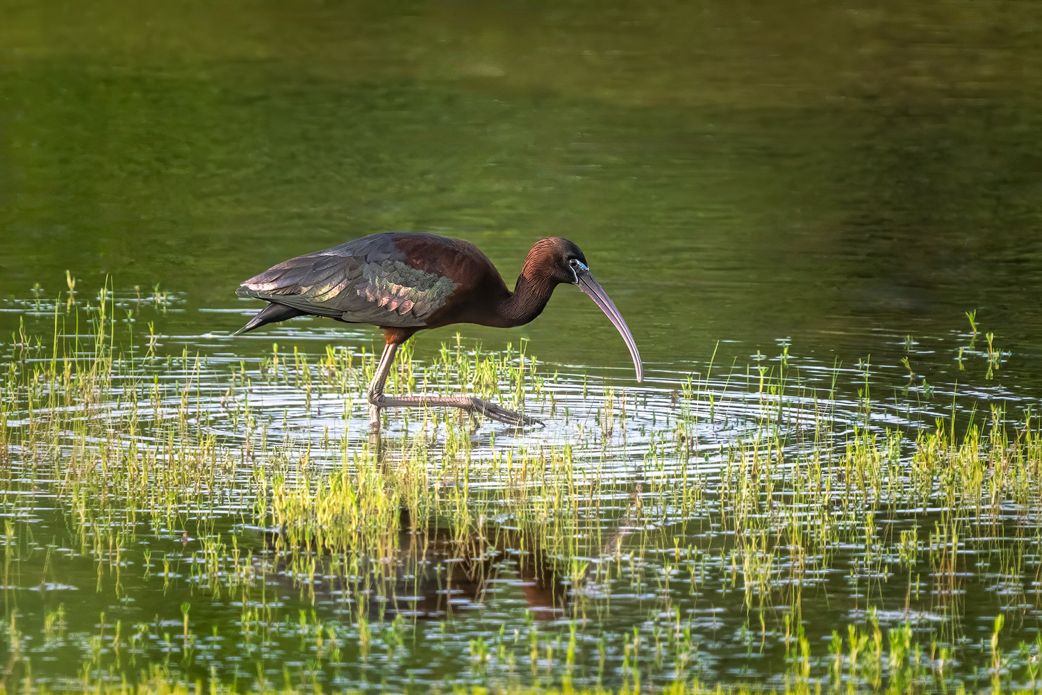 White-Faced Ibis