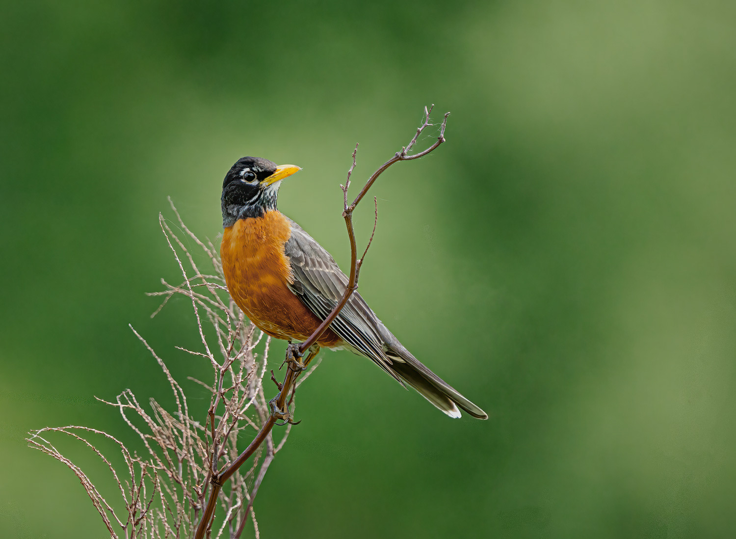 Robin