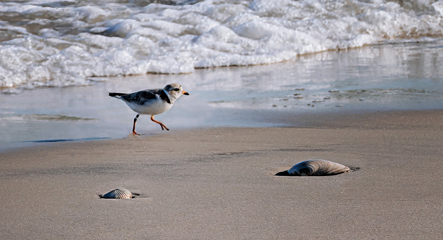 Piping Plover
