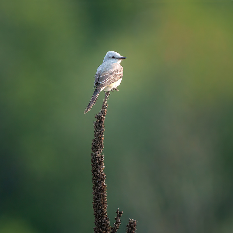 Scissor-Tail Fly Catcher