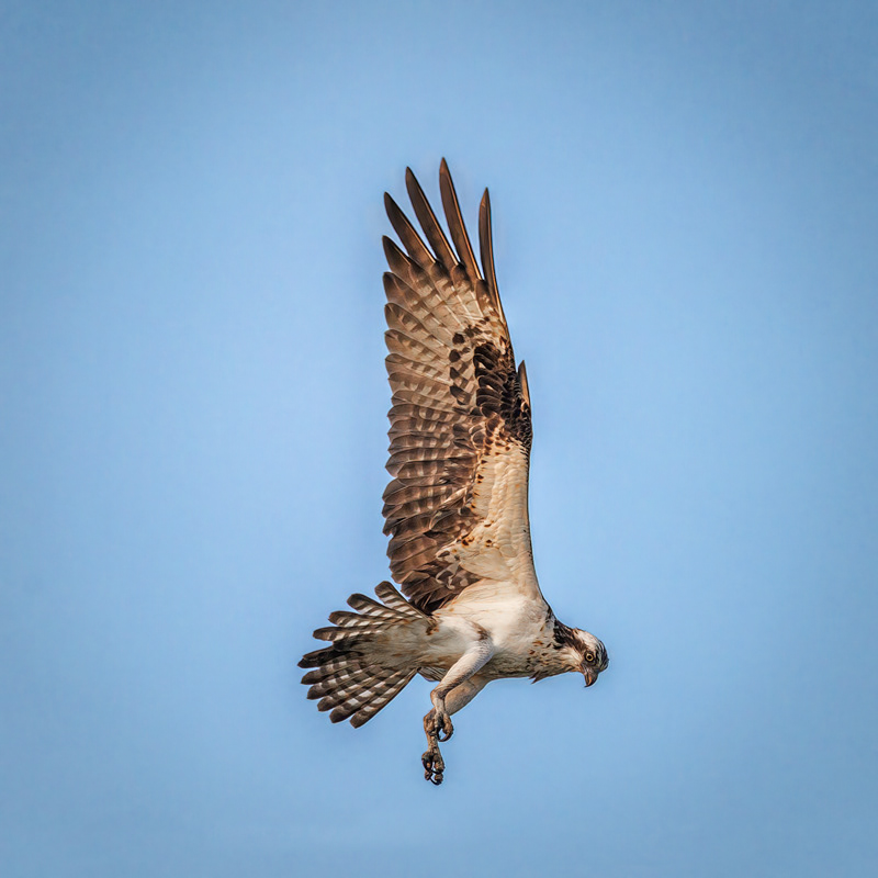 Osprey