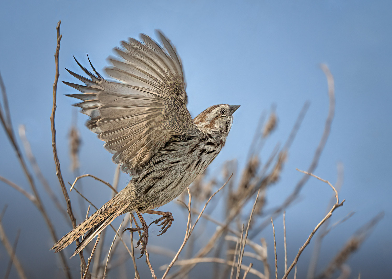 Song Sparrow