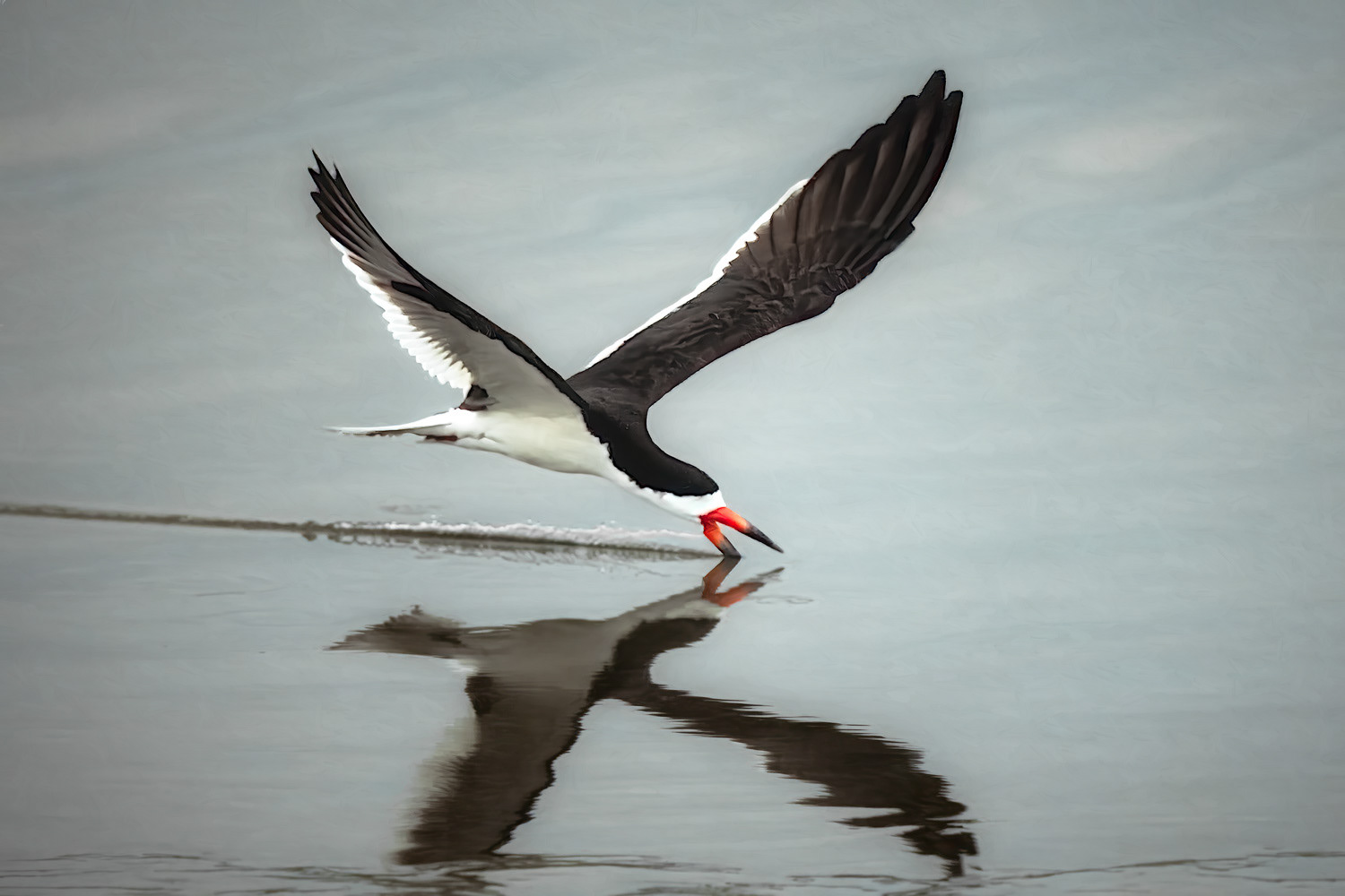 Black Skimmer