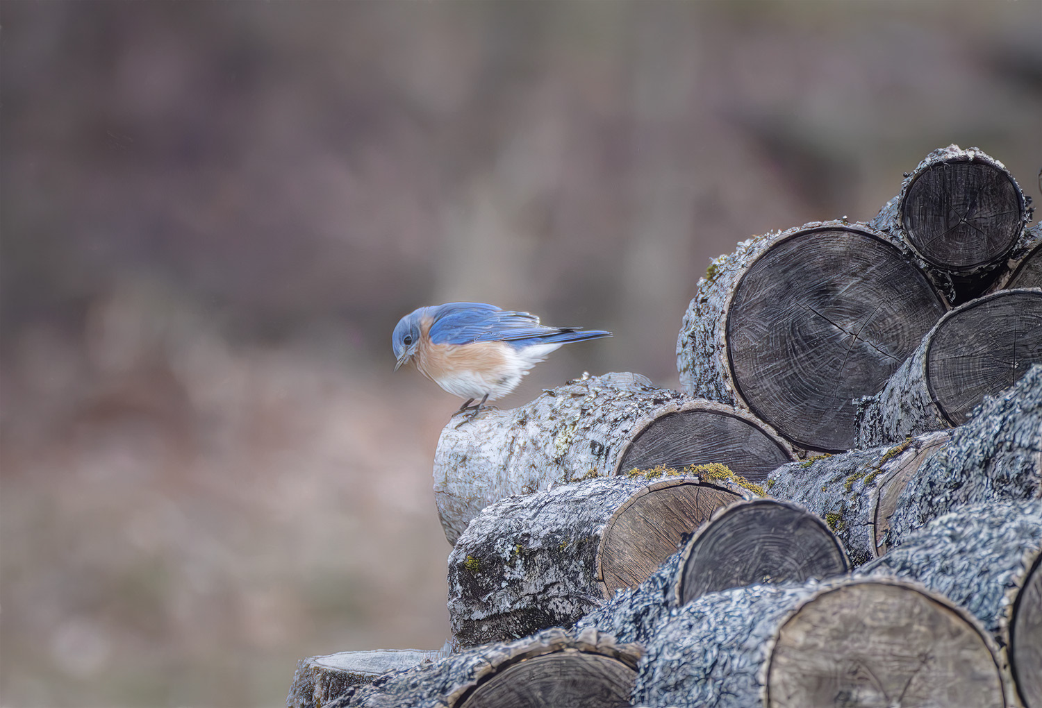 Bluebird