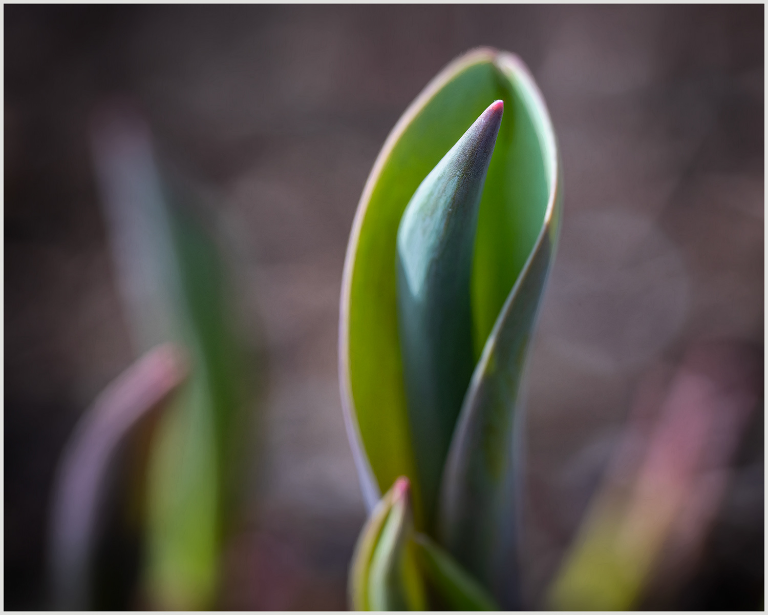 Tulip