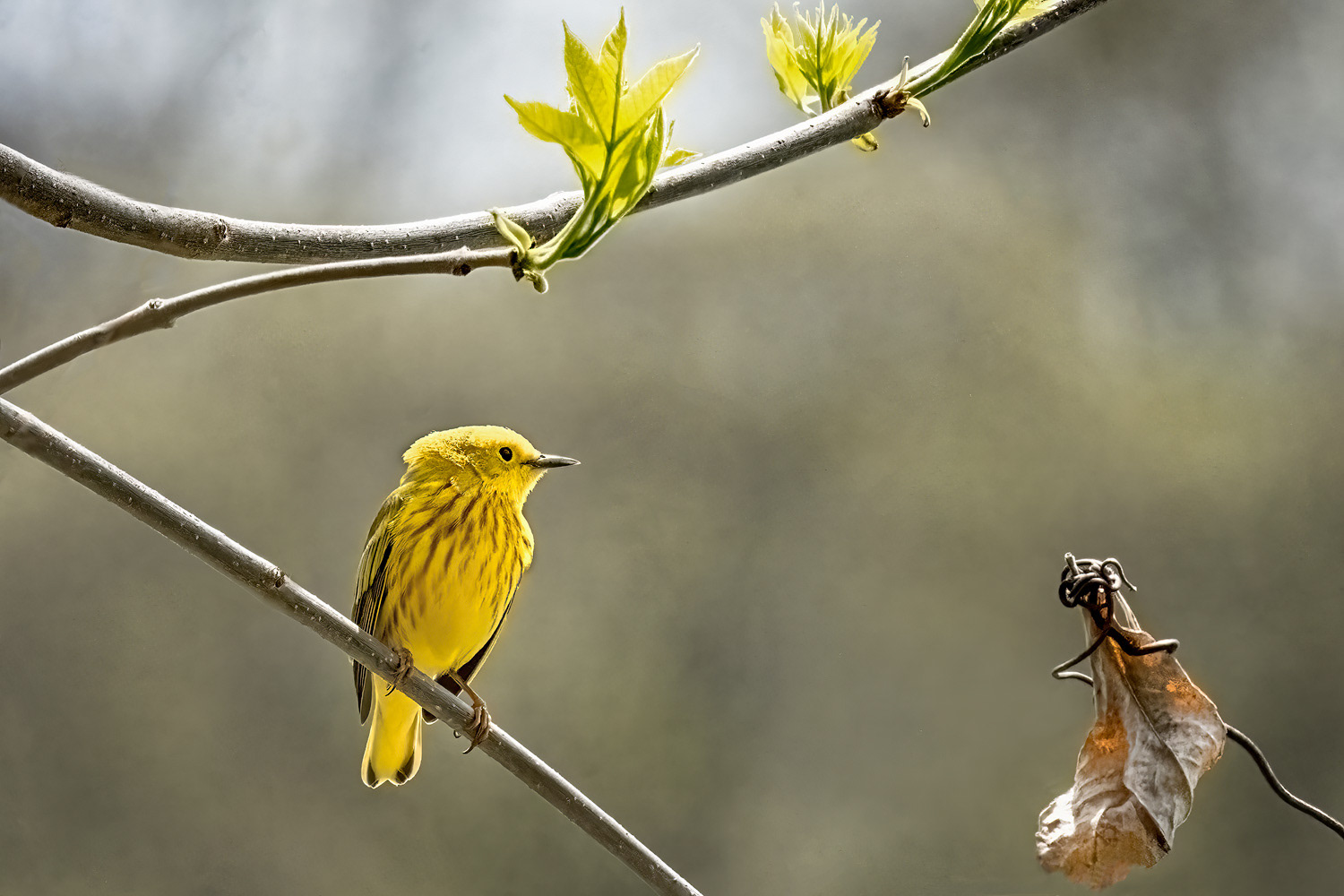 Yellow Warbler