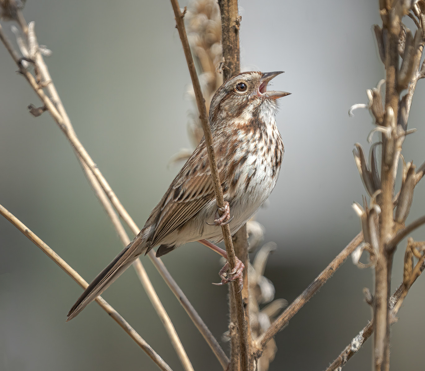 Song Sparrow