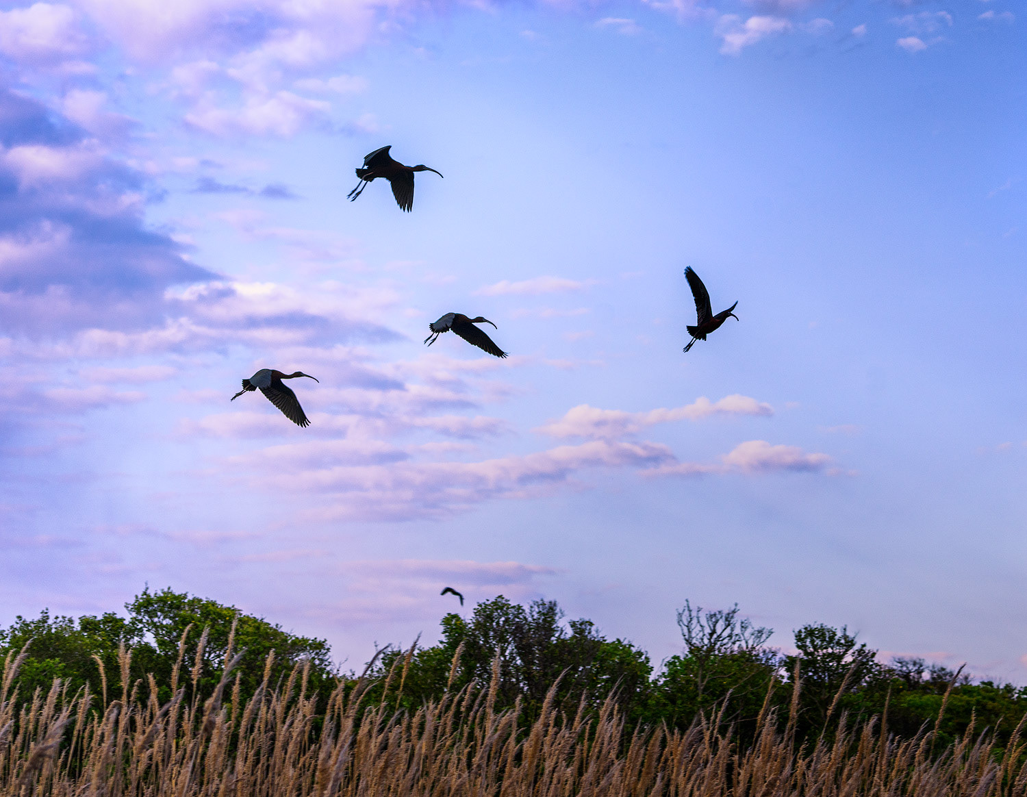 Glossy Ibis