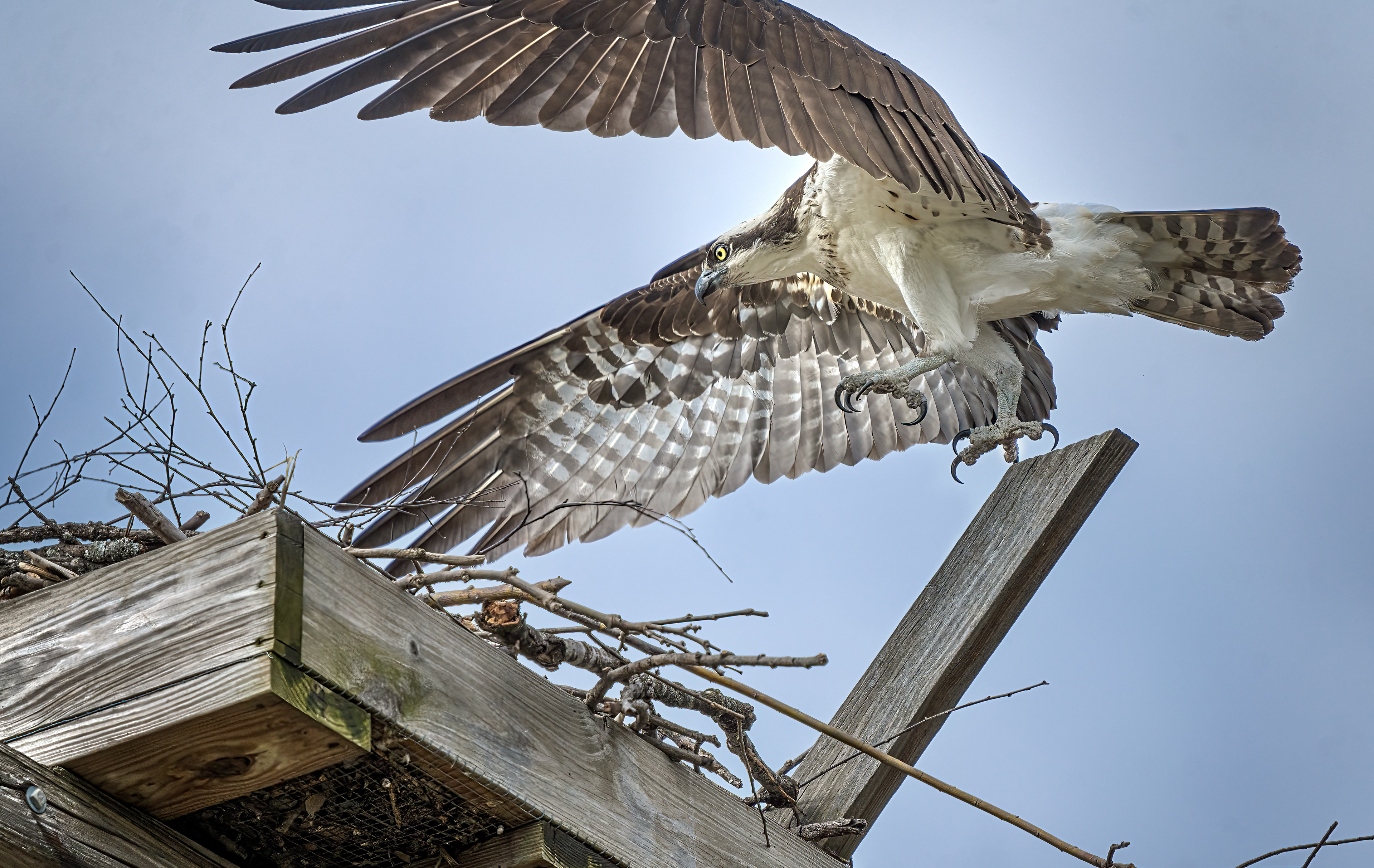 Osprey