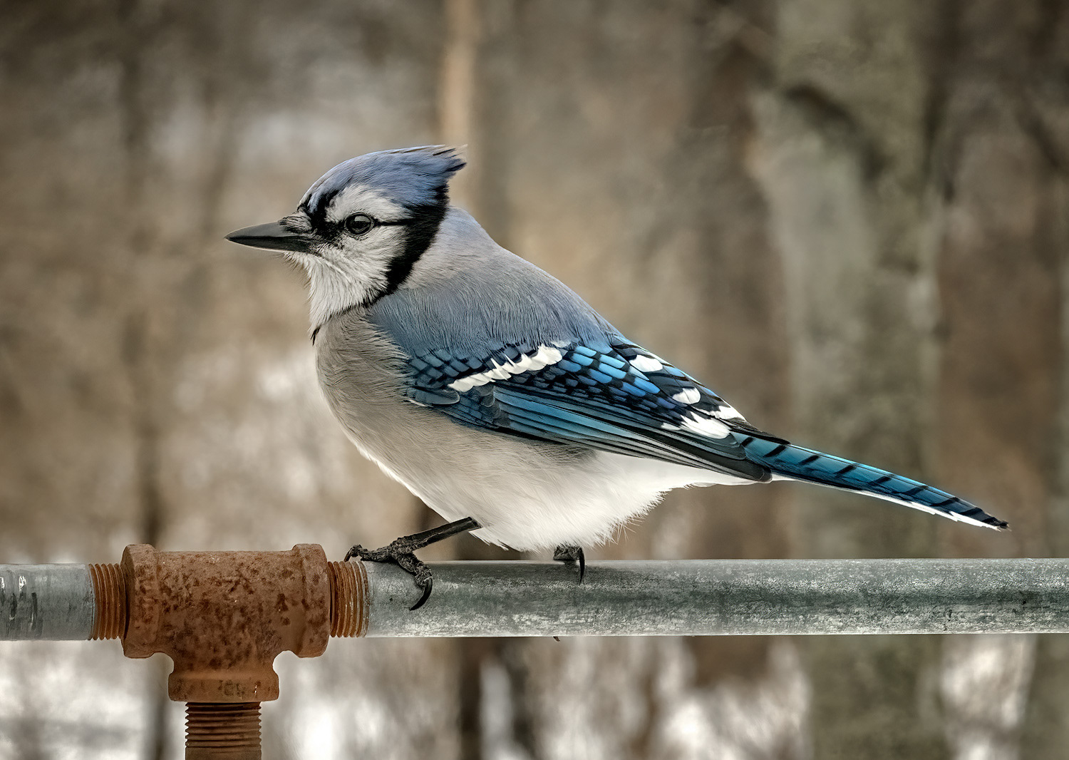 Blue Jay