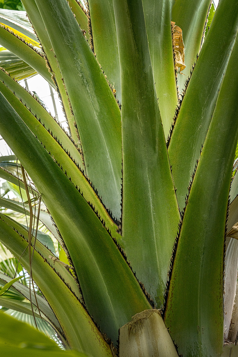 Washingtonia robusta Stems