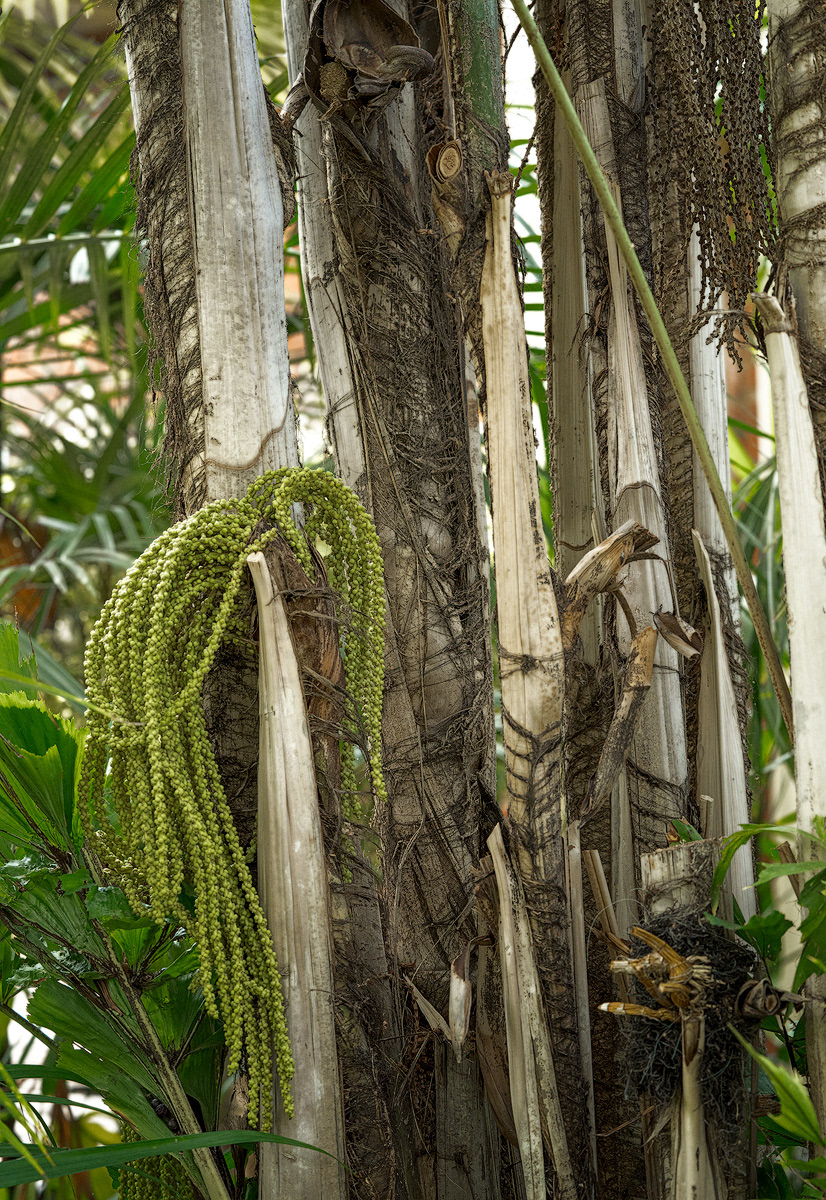 Clustering Fishtail Palm