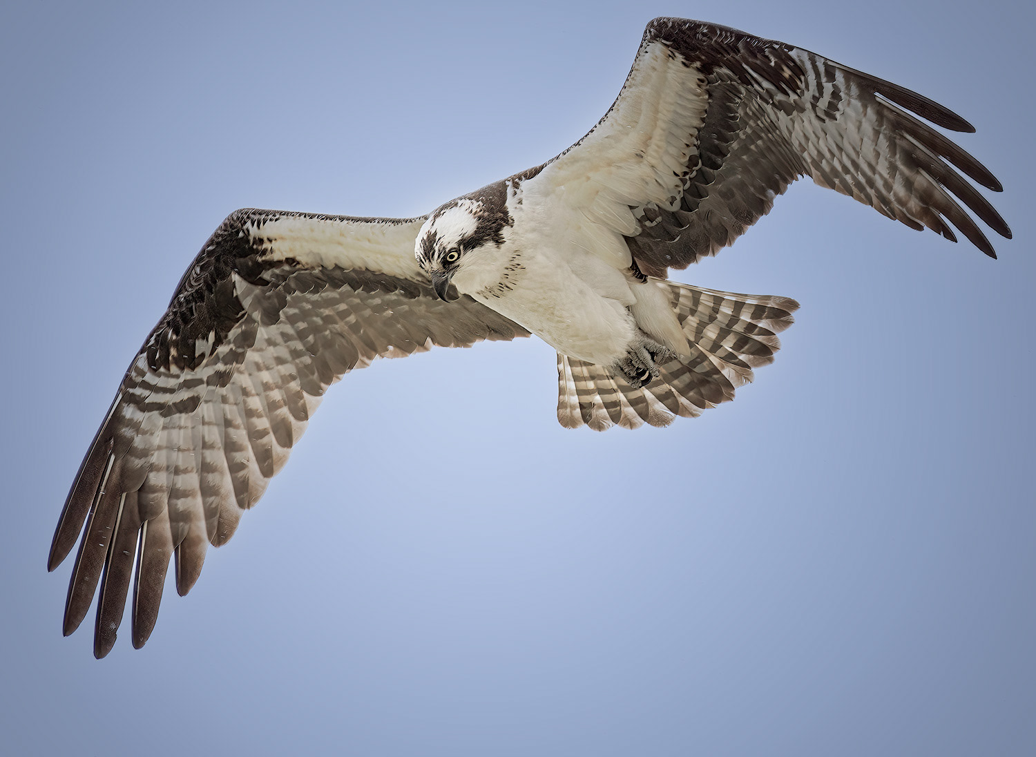 Osprey