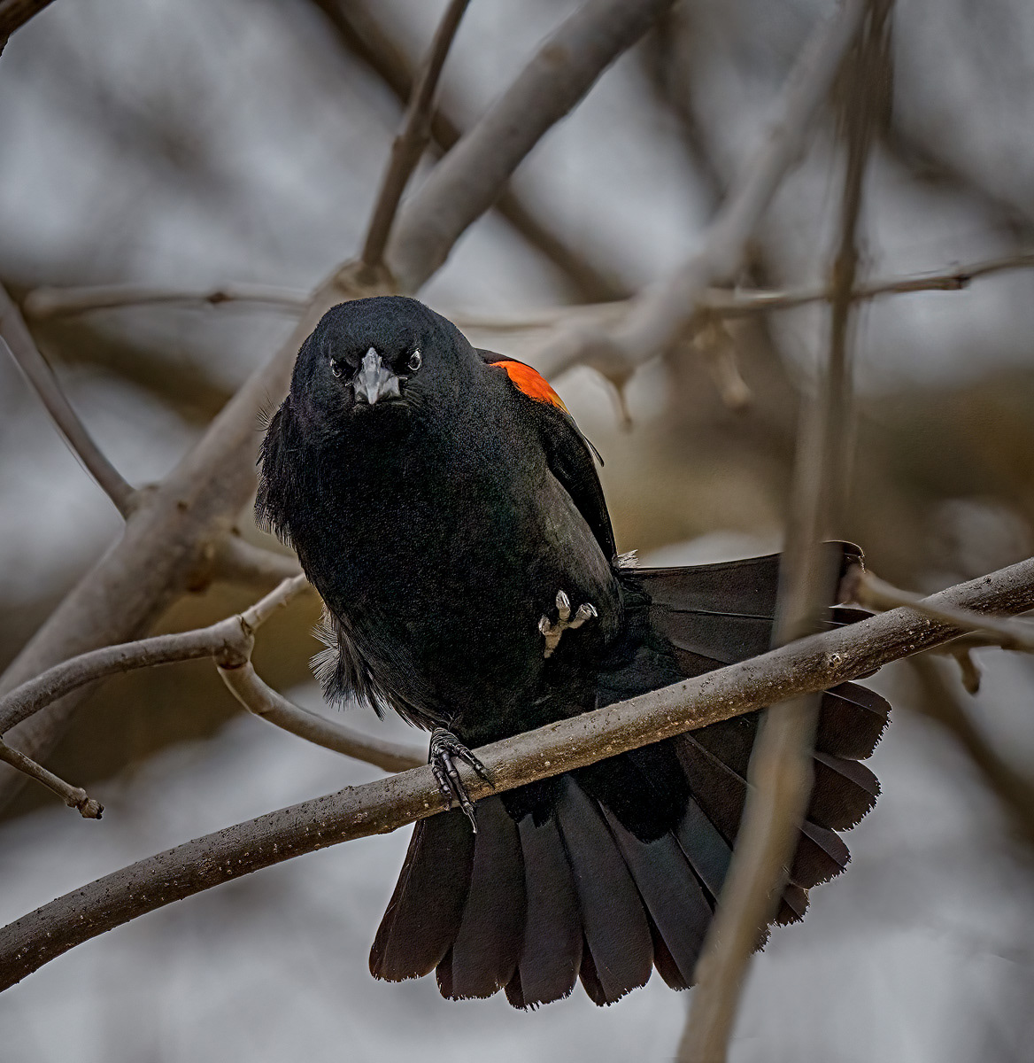 Grumpy Red-winged Black Bird