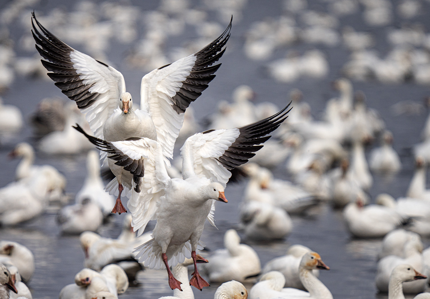 Snow Geese