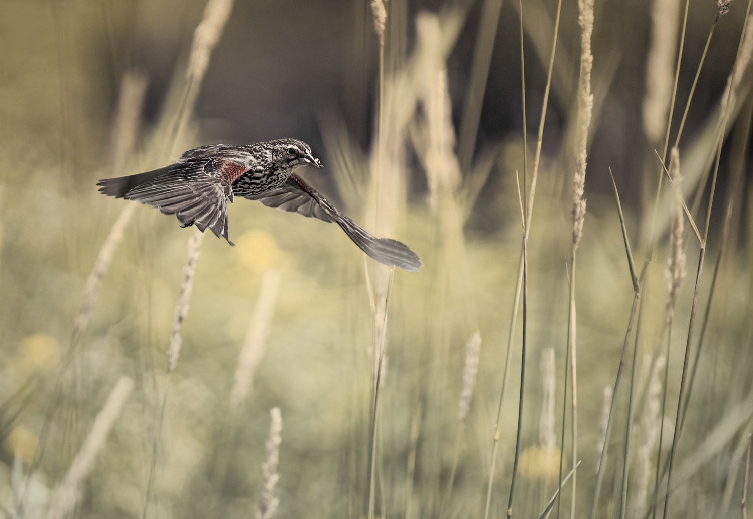 Female Red-Wing