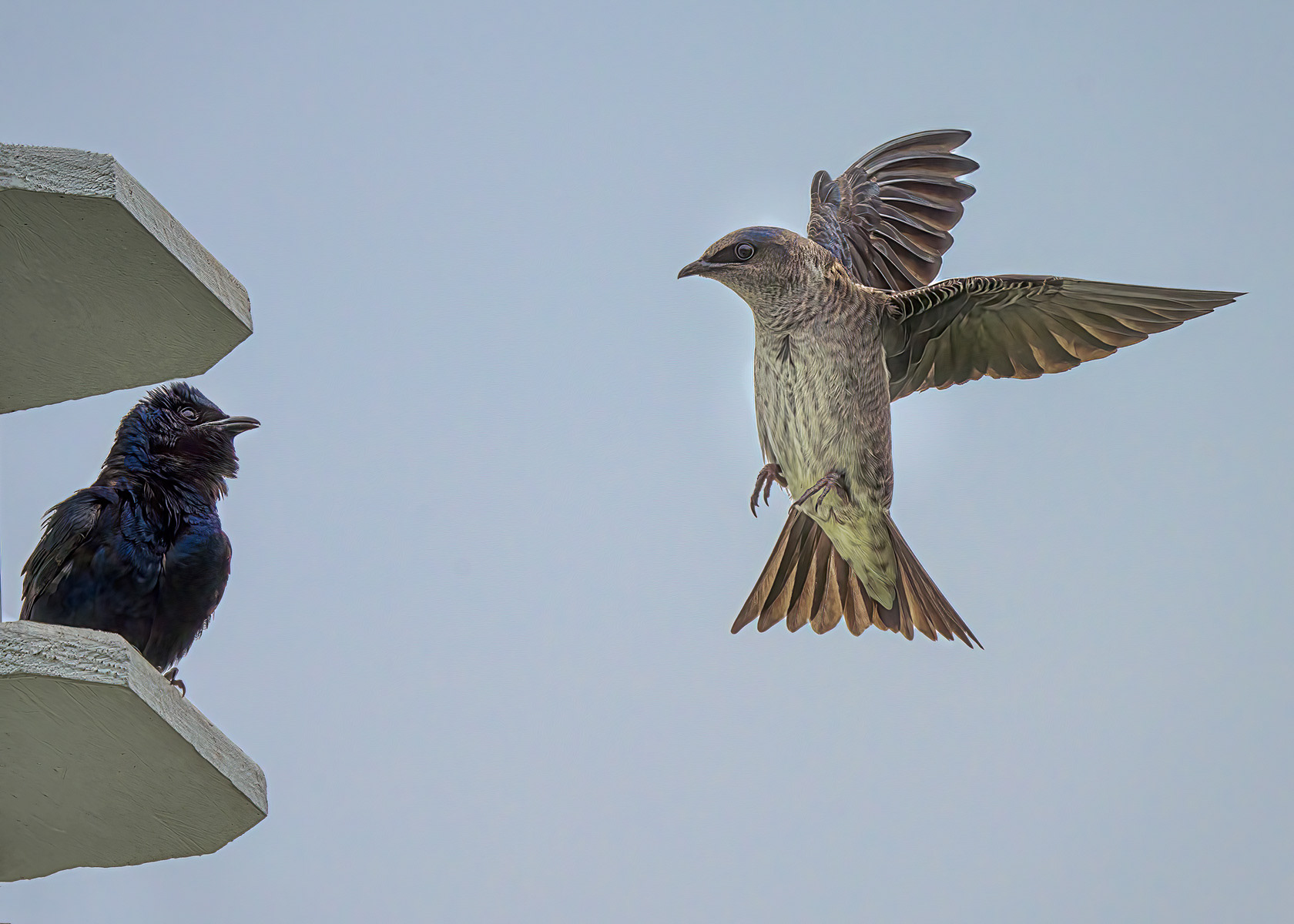 Male & Female Purple Martin