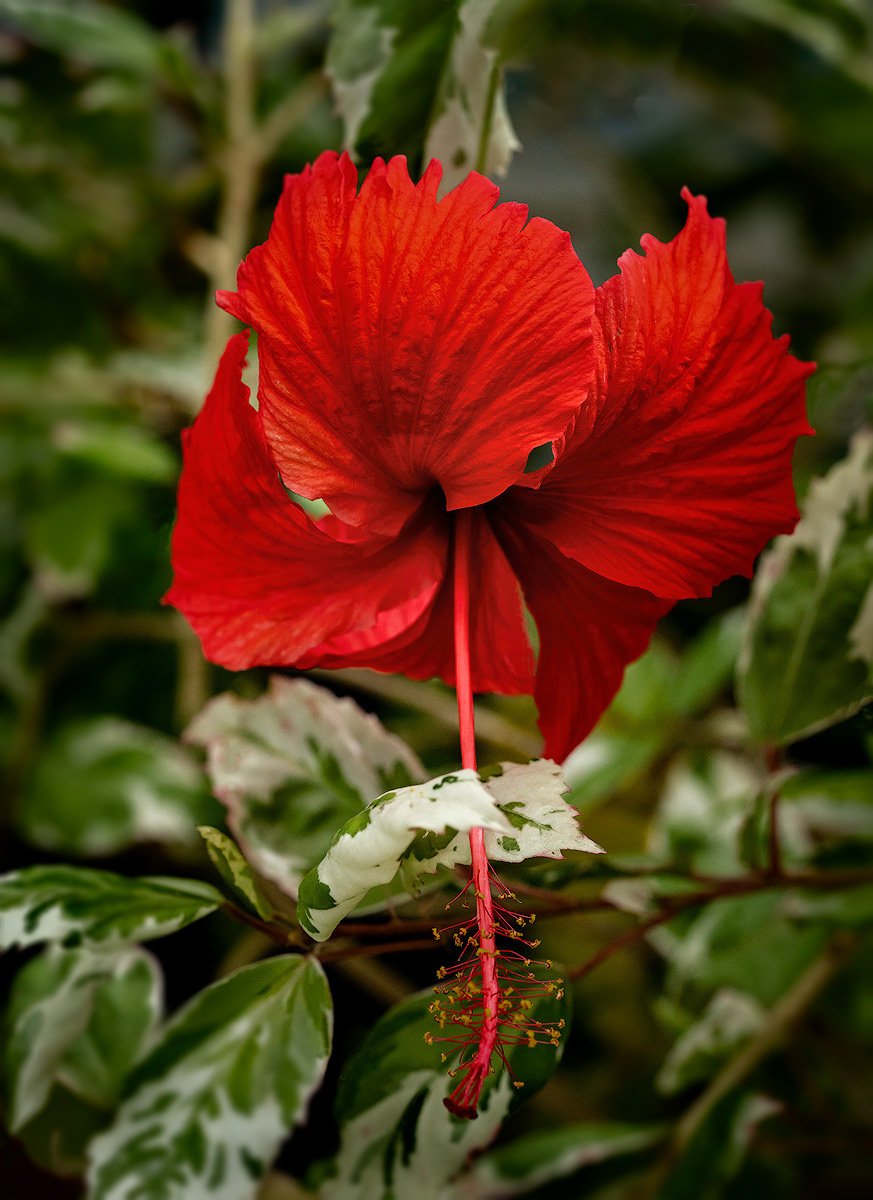 Chinese Hibiscus