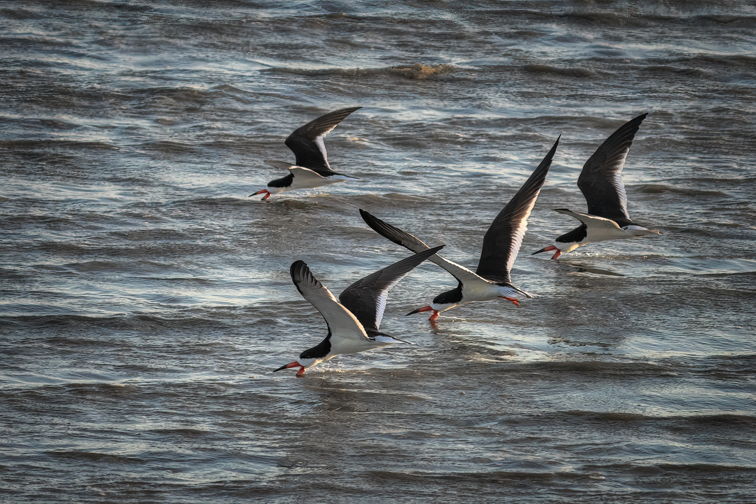 Black Skimmers