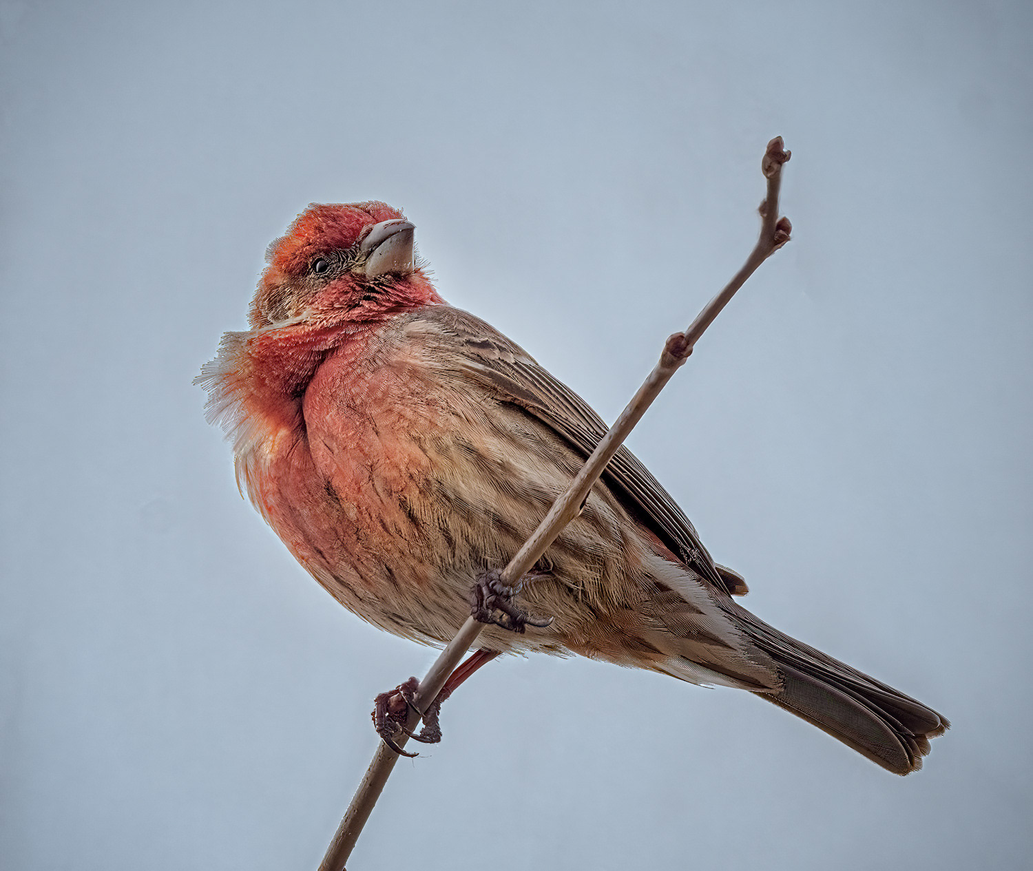 House Finch